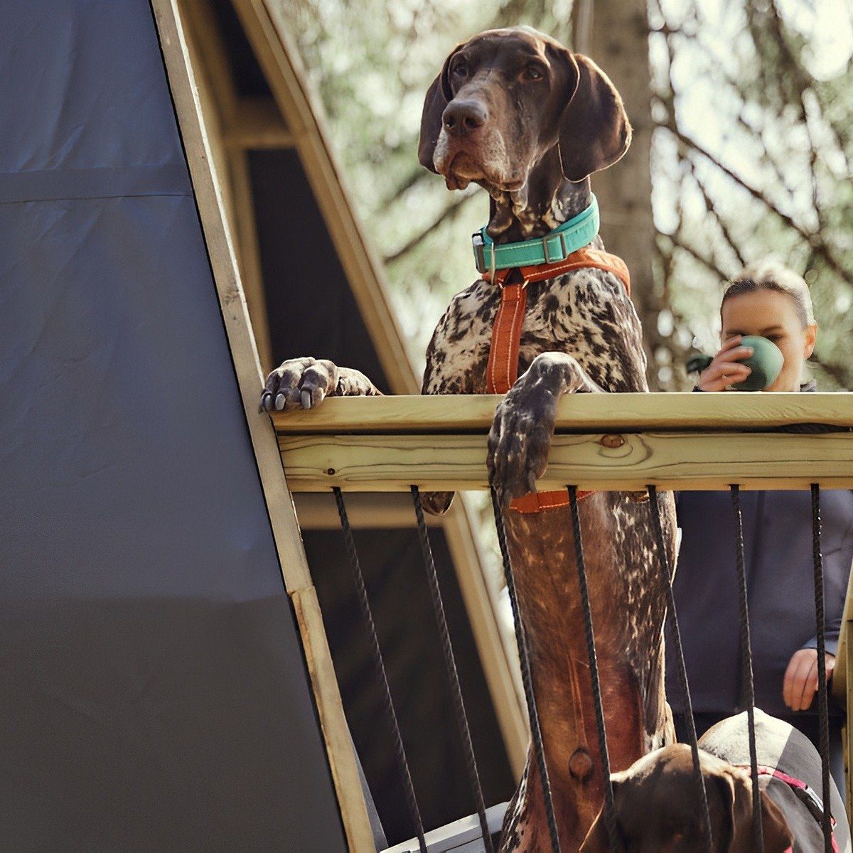 HURTTA Y-Geschirr ECO Casual Y-Geschirr cinnamon (zimt) günstig online kaufen