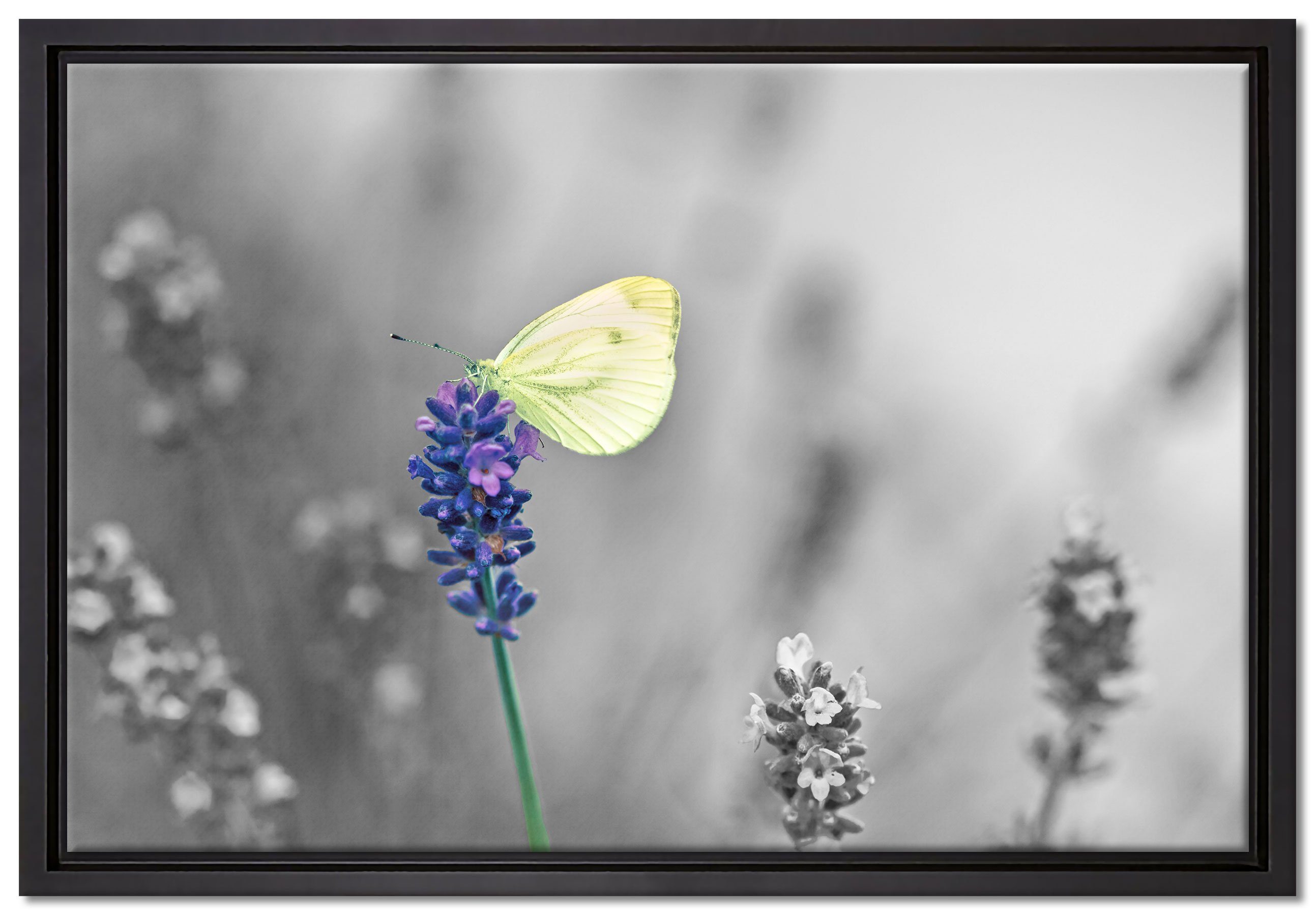 Pixxprint Leinwandbild schöner Schmetterling auf Lavendel, Wanddekoration (1 St), Leinwandbild fertig bespannt, in einem Schattenfugen-Bilderrahmen gefasst, inkl. Zackenaufhänger