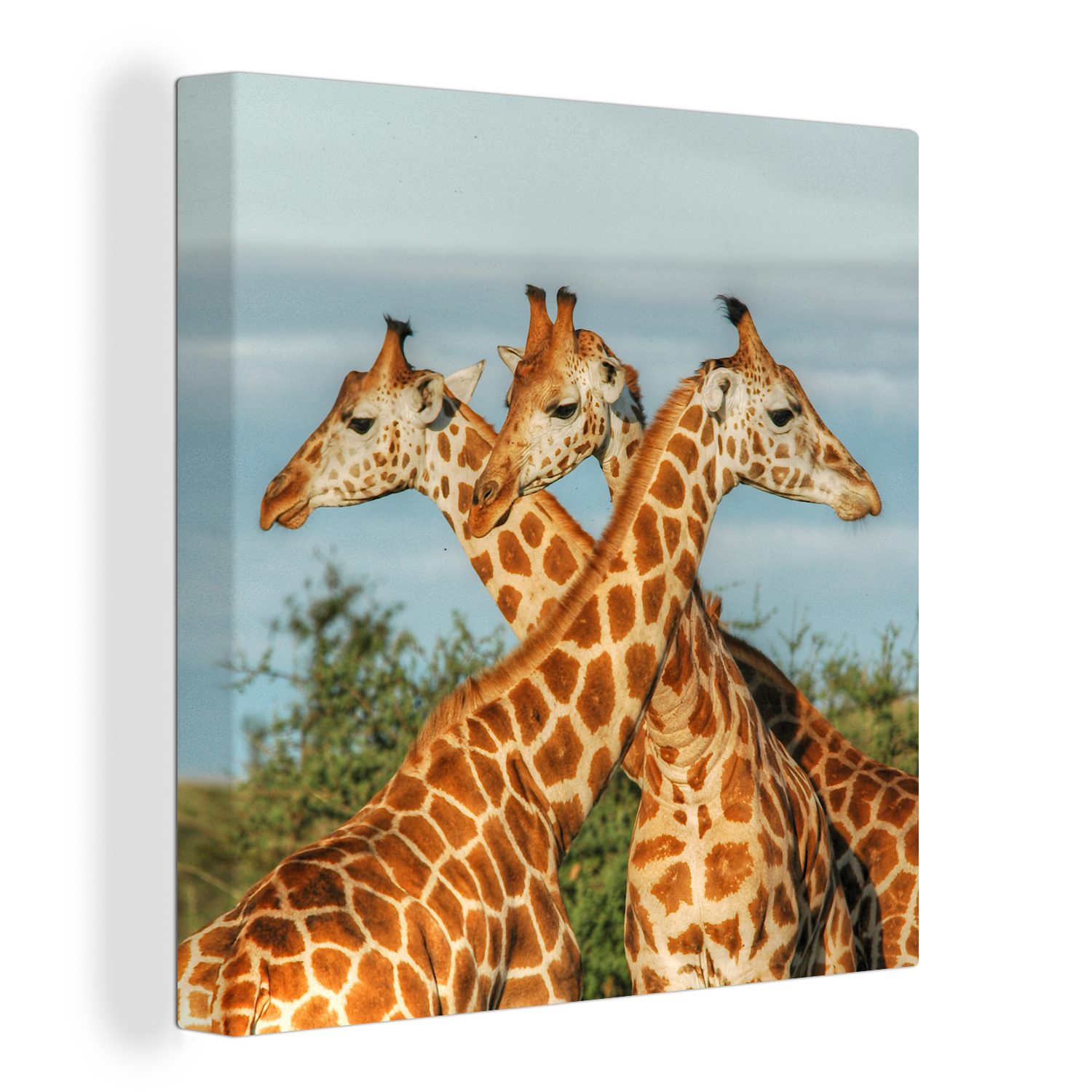 OneMillionCanvasses® Leinwandbild Giraffen - Luft - Tiere, (1 St), Leinwand Bilder für Wohnzimmer Schlafzimmer