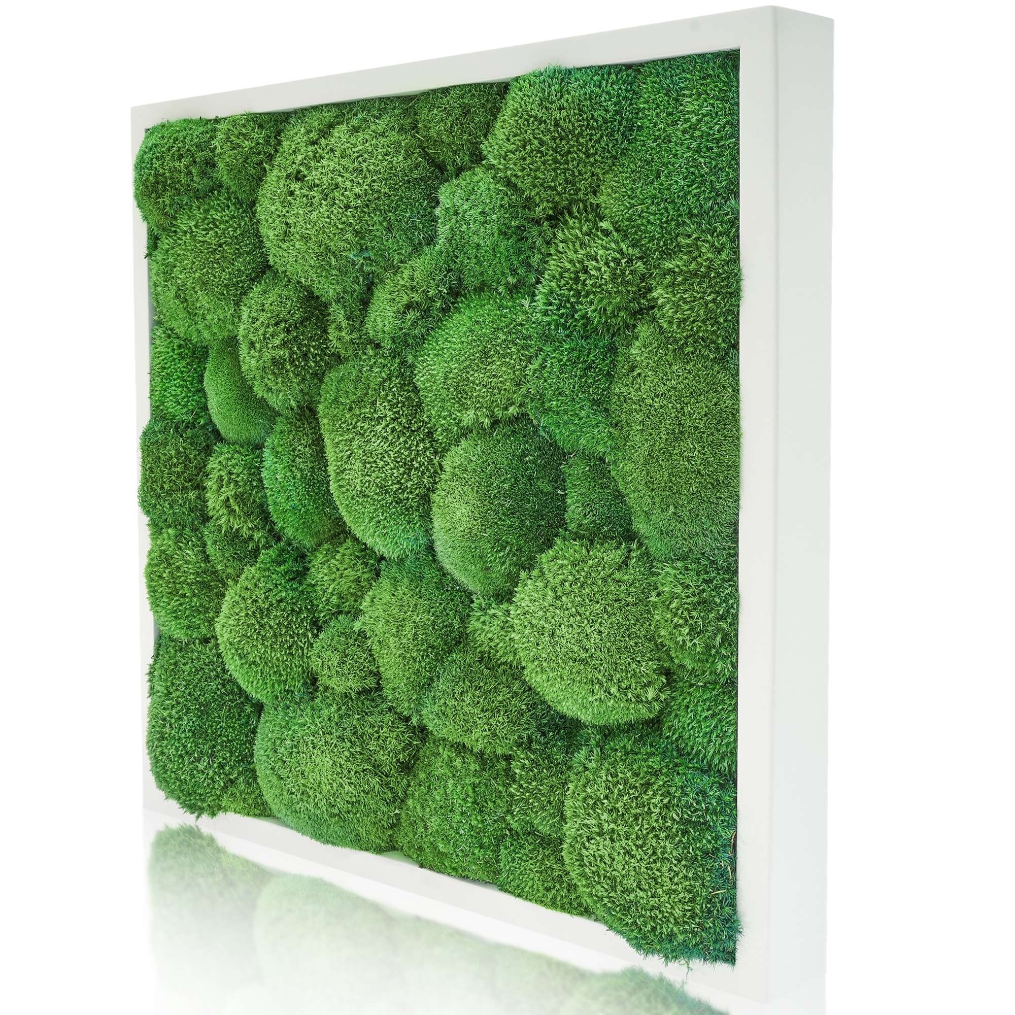 naturewalls Bild Moosbild Kugelmoos - Pflanzenbild günstig online kaufen