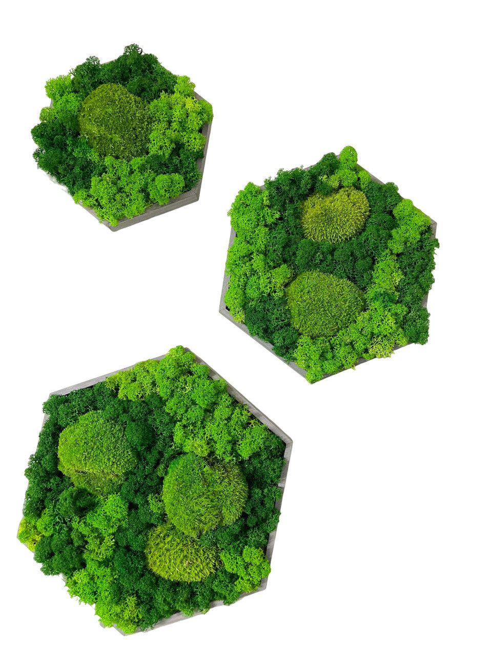 Gedankenwunder Manufaktur Wandbild Moosbild Kombi Islandmoos & Ballenmoos H günstig online kaufen