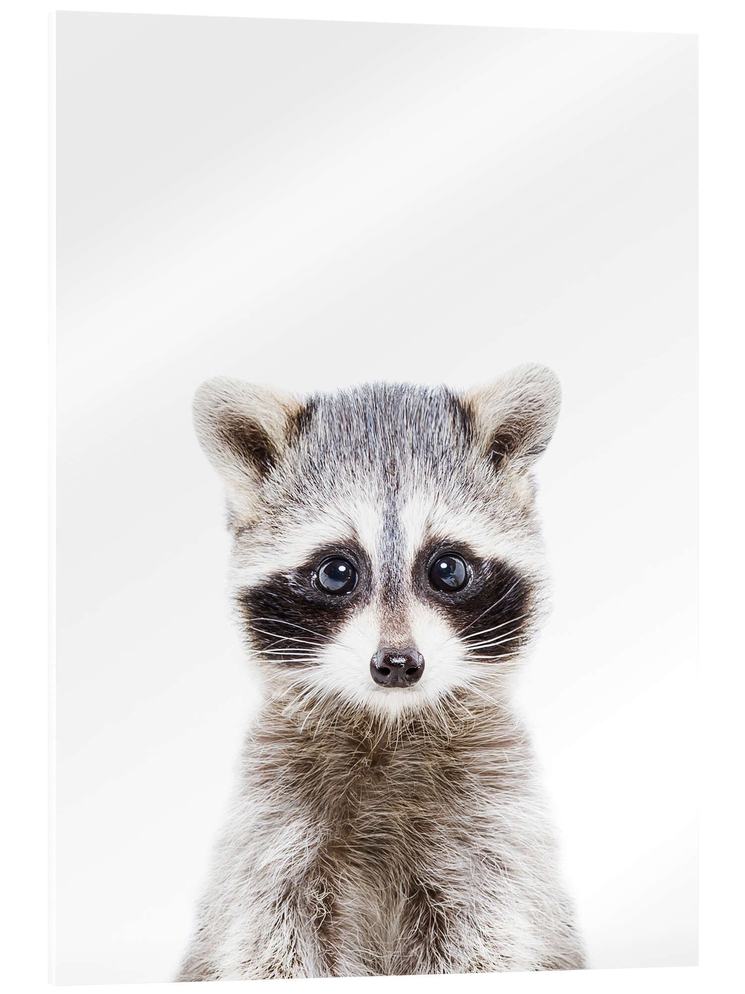 Posterlounge Wandbild Babywaschbär, Sisi And Seb, erhältlich als Poster, Leinwandbild, Wandsticker oder Acrylglasbild