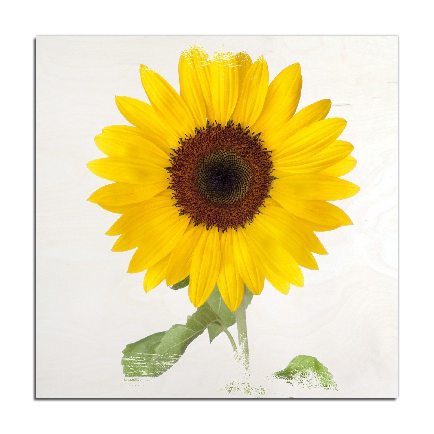 Wallario Holzbild, Sonnenblume, in verschiedenen Ausführungen
