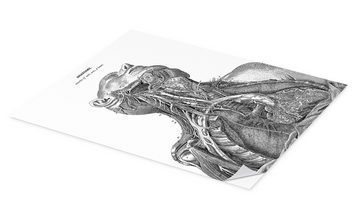 Posterlounge Wandfolie Master Collection, Anatomie des Nervensystems im Herzen, Hals und Arm, Arztpraxis Illustration