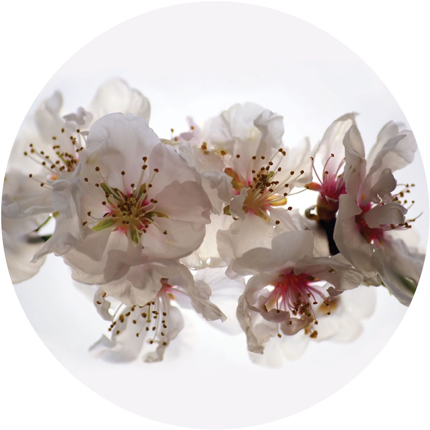 Sanders & Sanders Wandtattoo Blumen
