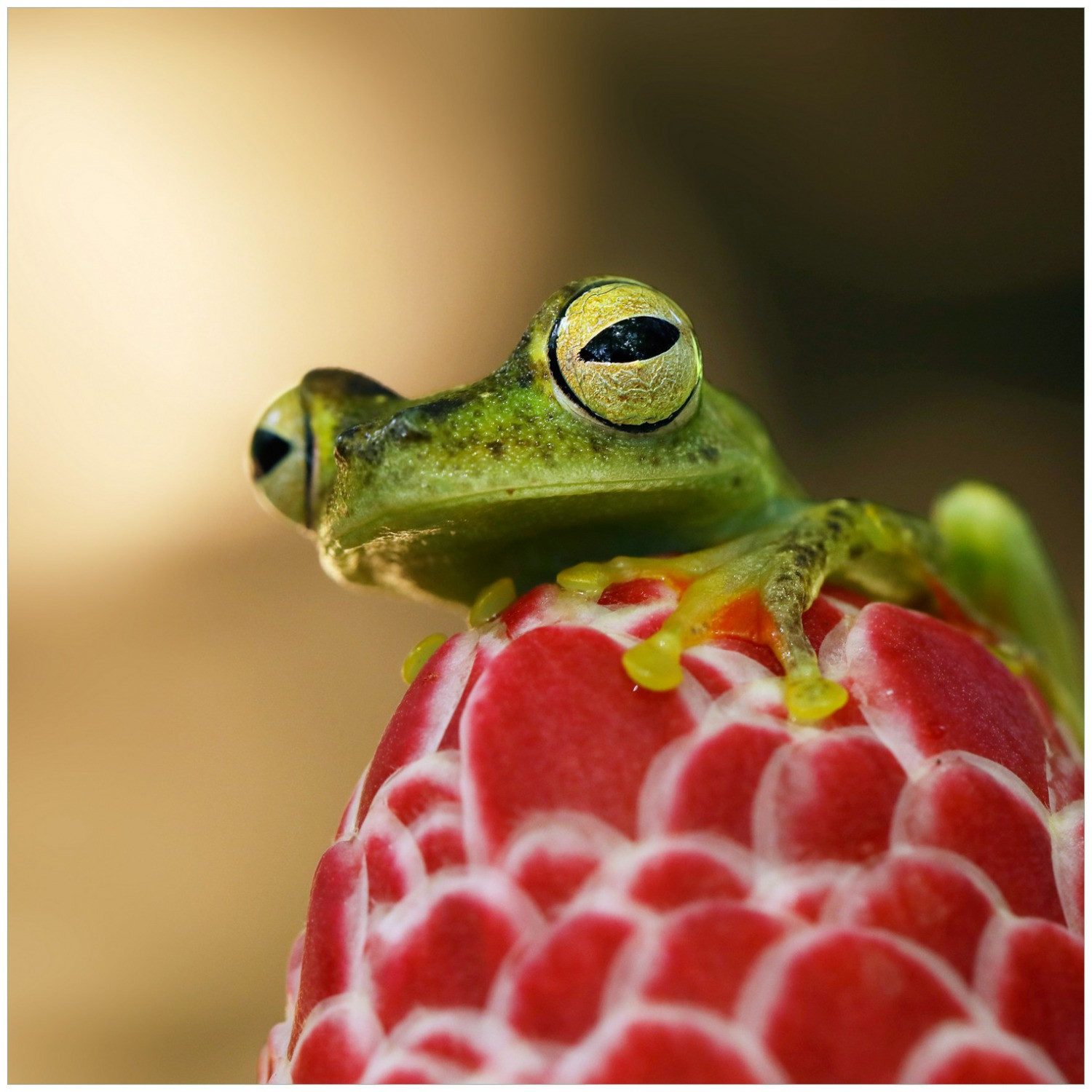 Wallario Möbelfolie Frosch sitzt auf einer Knospe