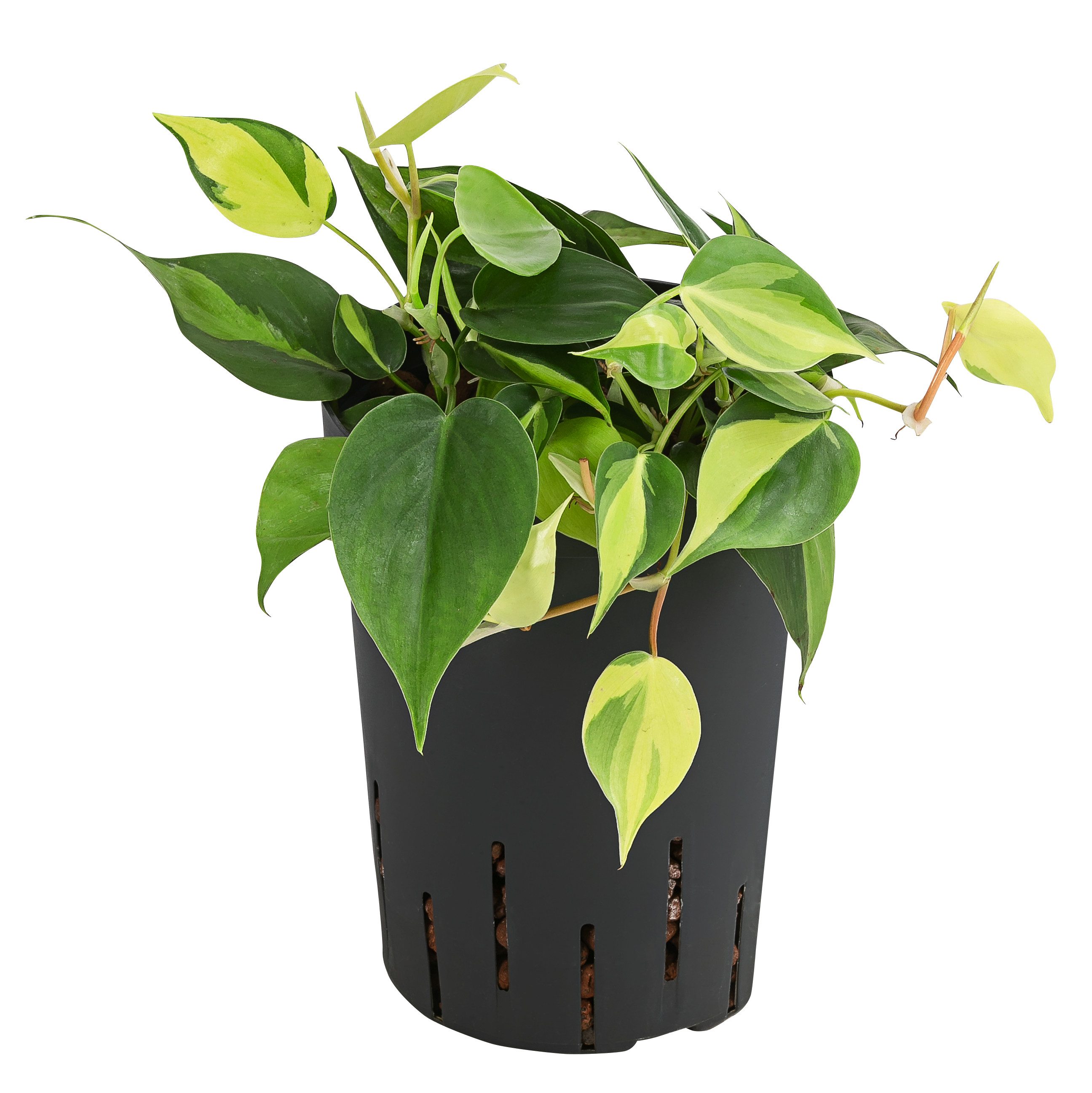 Dehner Zimmerpflanze Baumfreund, Philodendron scandens, in Hydrokultur, 30 cm, Ø Topf 15 cm, als Kletterpflanze / Ampelpflanze haltbar, inkl. Wasserstandsanzeiger