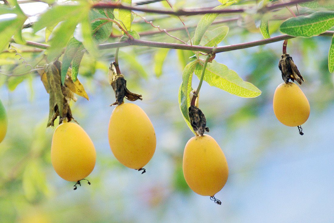 BCM Obstpflanze »Passionsfrucht Eia Popeia«, 15 cm Lieferhöhe online kaufen  | OTTO