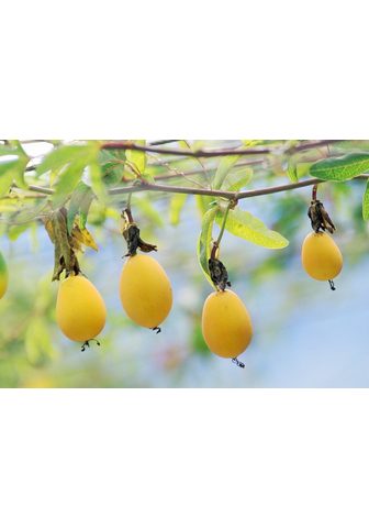 BCM Obstpflanze »Passionsfrucht Eia Popeia...