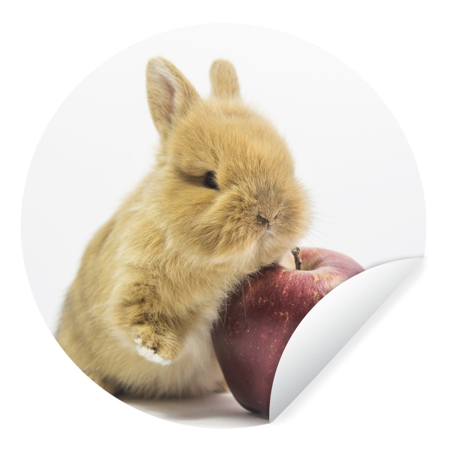 MuchoWow Wandsticker Kaninchen - Baby - Apfel (1 St), Tapetenkreis für Kinderzimmer, Tapetenaufkleber, Rund, Wohnzimmer