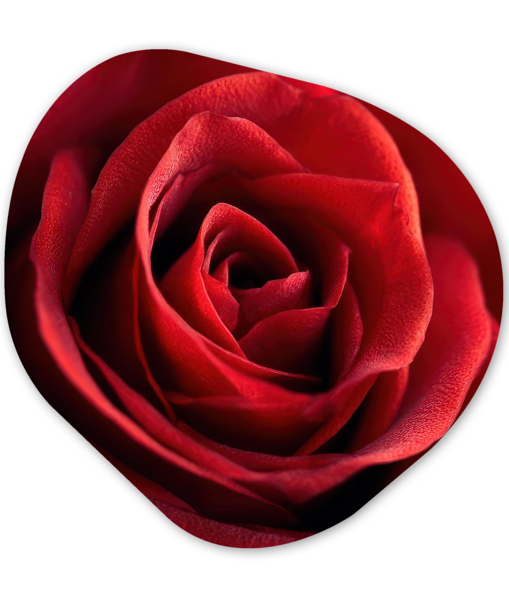 MuchoWow Gemälde Rot - Rose - Romantisch, Fotodruck (1 St), Wandbild Abstrakt, Wohnzimmer Schlafzimmer Wanddekoration, 40x40 cm