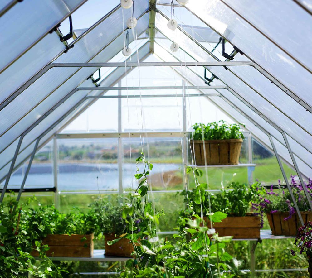 Palram - Canopia Gewächshaus, x 257  | ...