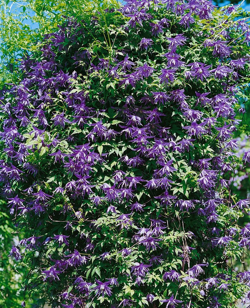 Pflanzen für Dich Kletterpflanze Clematis macrop. Georg, 1 St., Alpenwaldrebe, blaue Blüten, frühblühend