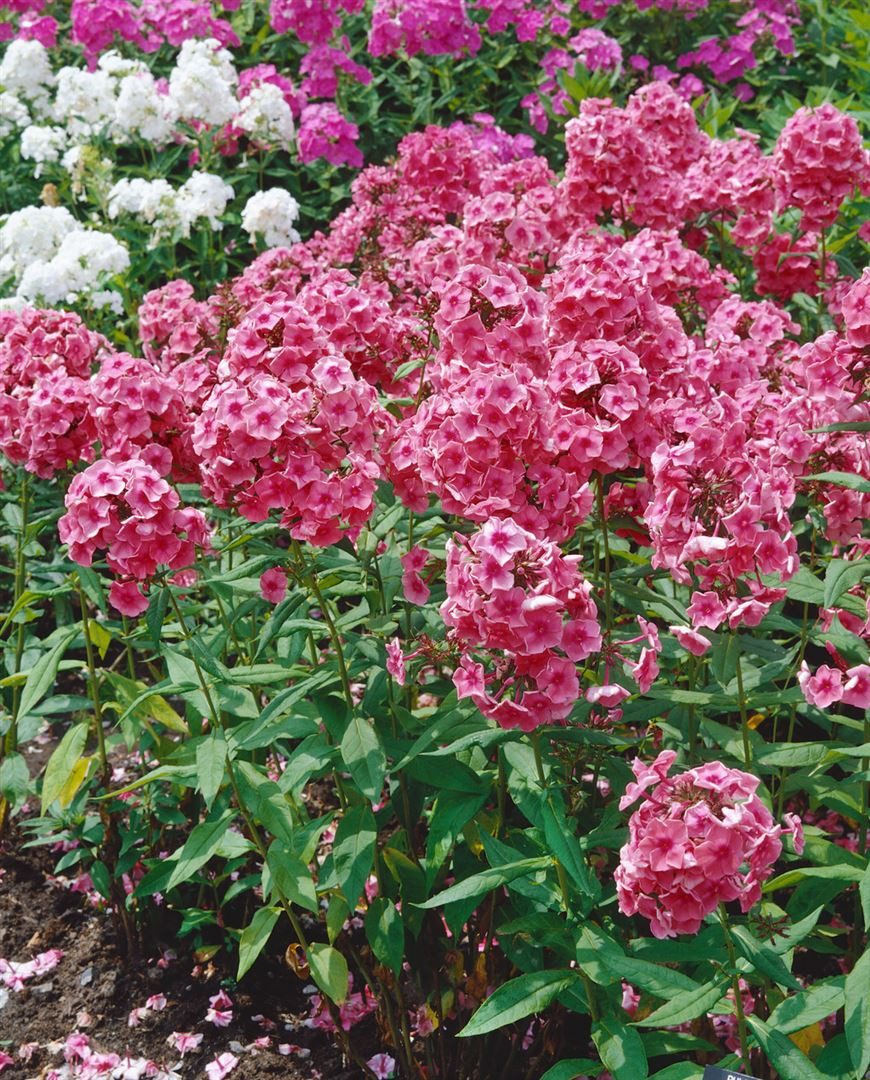 Pflanzen für Dich Staude Phlox pan. Dorffreude, 1 St., Hoher Staudenphlox, Flammenblume