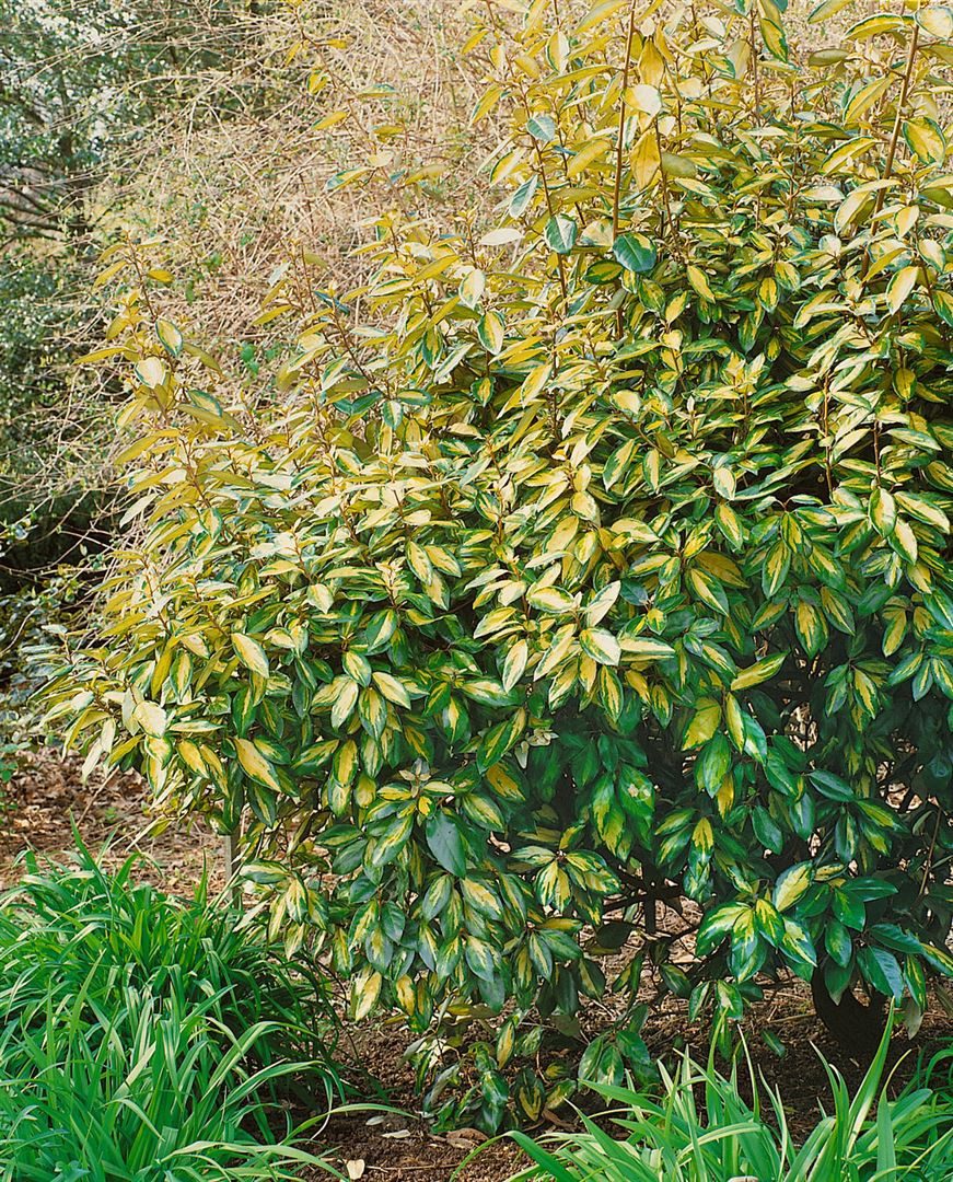 Pflanzen für Dich Gehölze Elaeagnus ebb. Limelight, 1 St., Ebbingei-Silberbeere, Limelight-Silberbeere