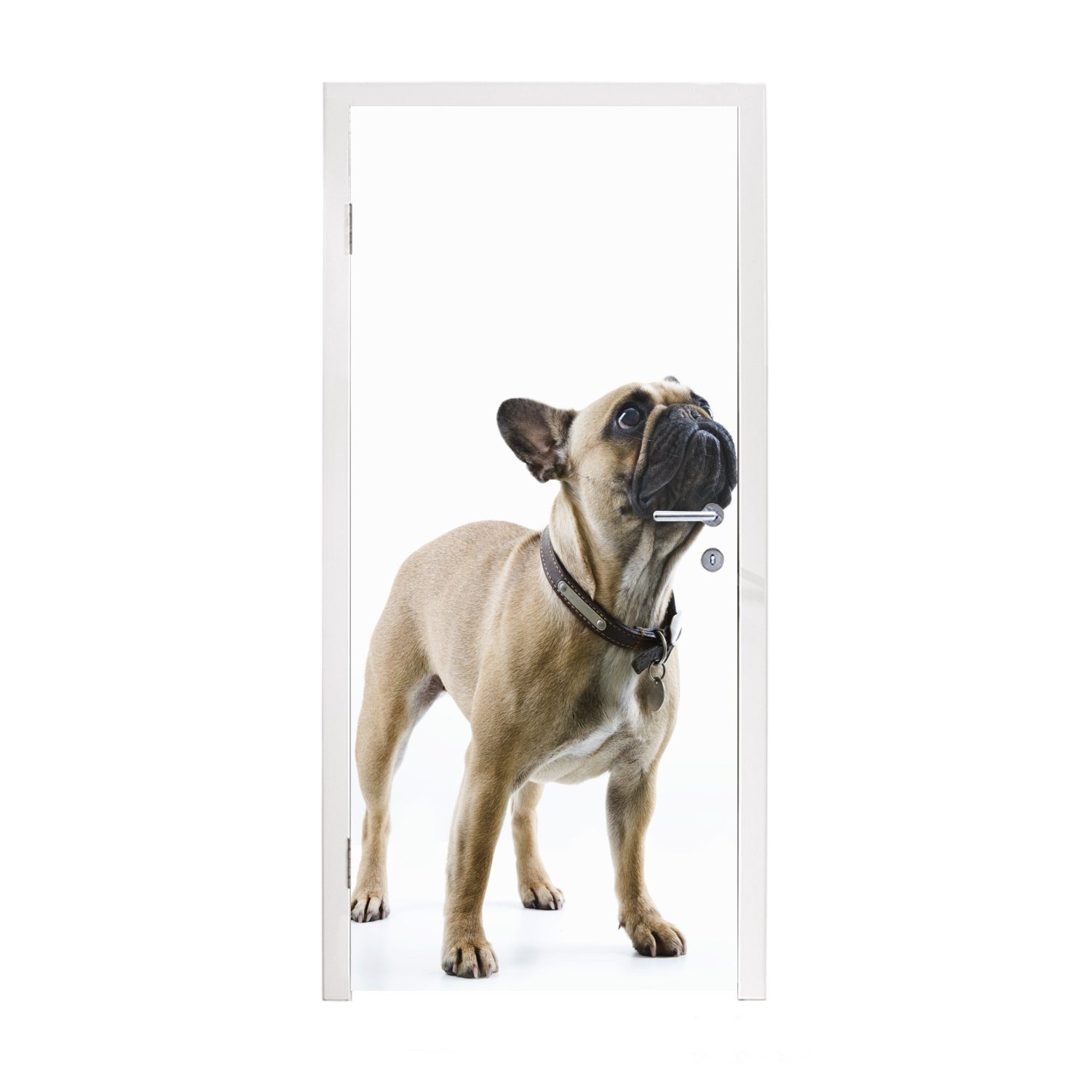 MuchoWow Türtapete Französische Bulldogge - Halsband - Braun, Matt, bedruckt, (1 St), Fototapete für Tür, Türaufkleber, 75x205 cm | Türtapeten