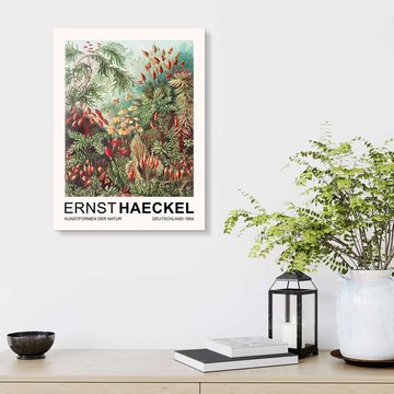 Posterlounge XXL-Wandbild Ernst Haeckel, Kunstformen Der Natur - Muscinae Laubmoose, Wohnzimmer Malerei