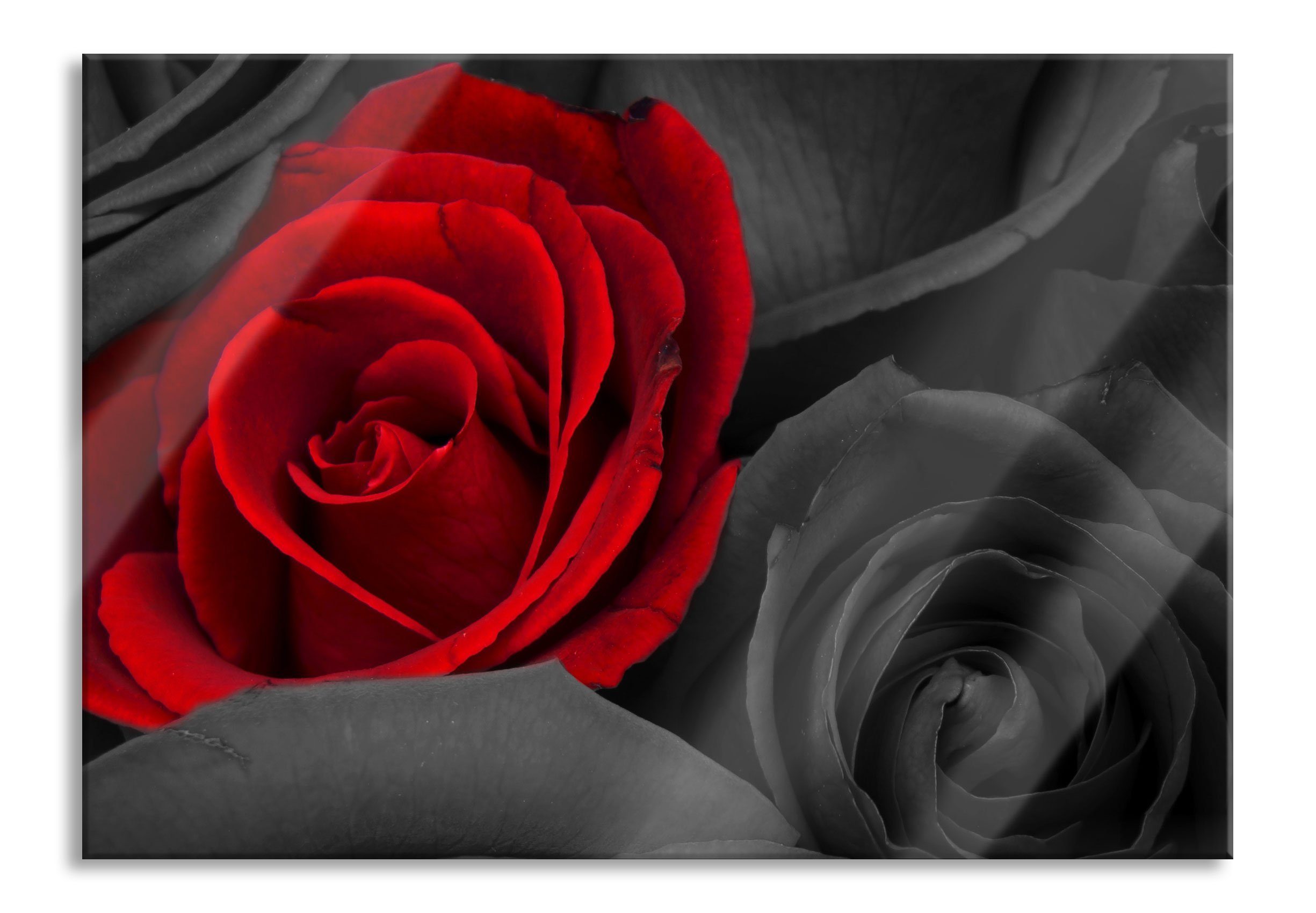 Glasbild romantische rote Rosen