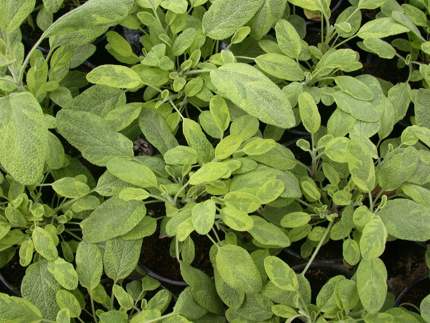 Pflanzen für Dich Staude Salvia officinalis Icterina, 1 St., Gelbbunter Salbei, Goldsalbei, Bunter Salbei