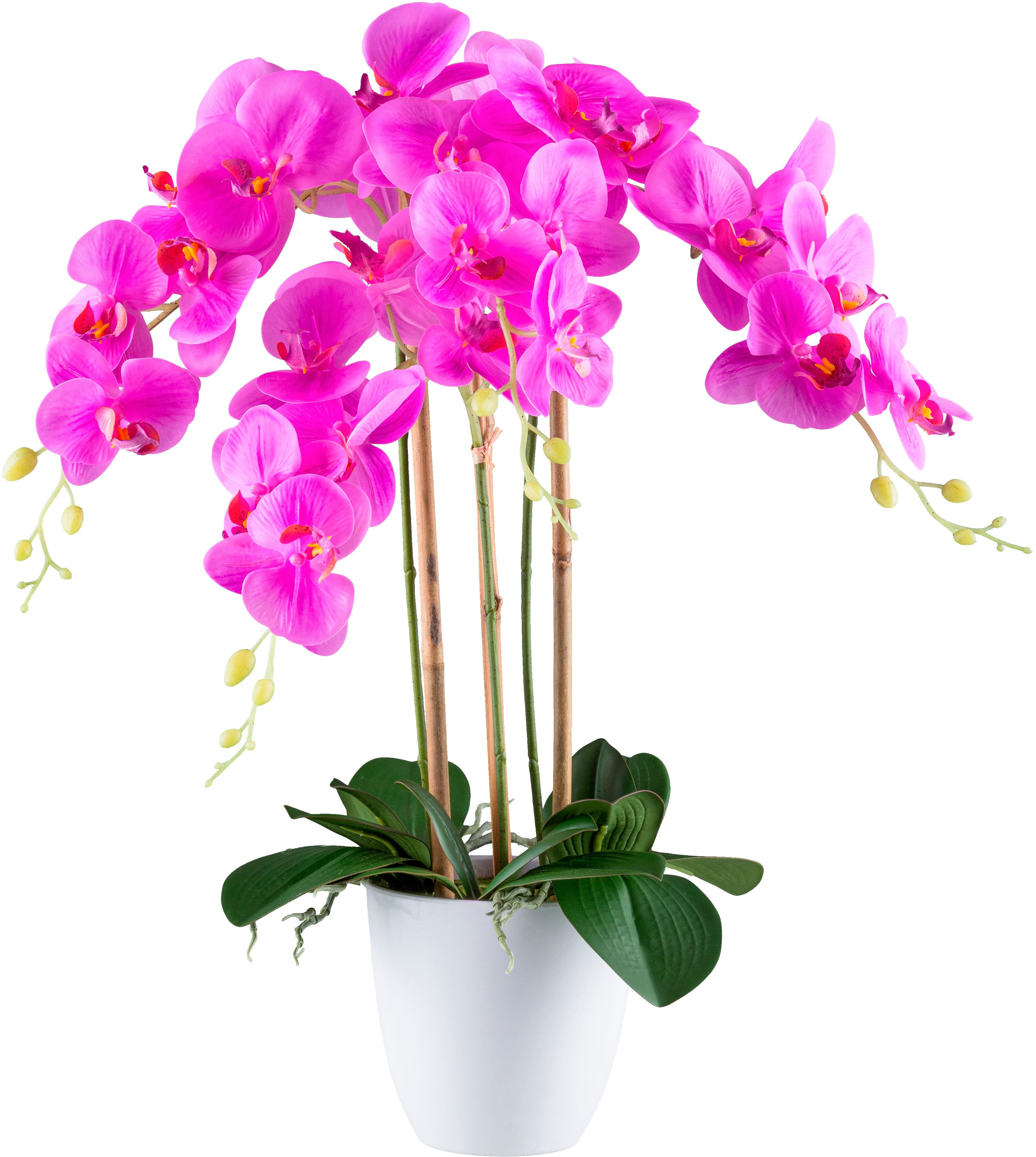 Kunstorchidee Orchidee Phalaenopsis, Creativ green, Höhe günstig online kaufen