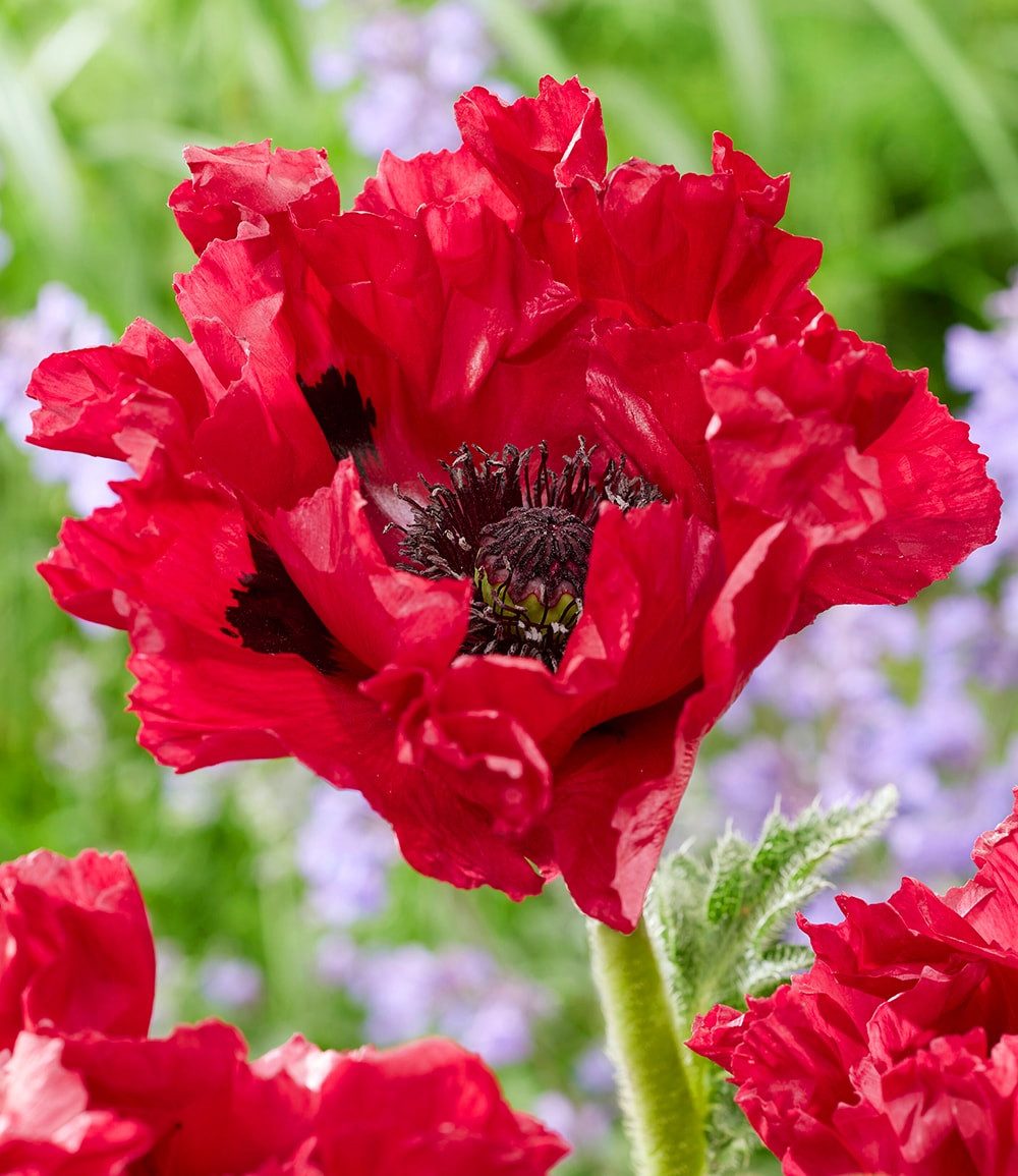 BALDUR Garten Staude Papaver 'Red Rumble', 1 St., Landhausgarten,winterhart, großblütig, pflegeleicht