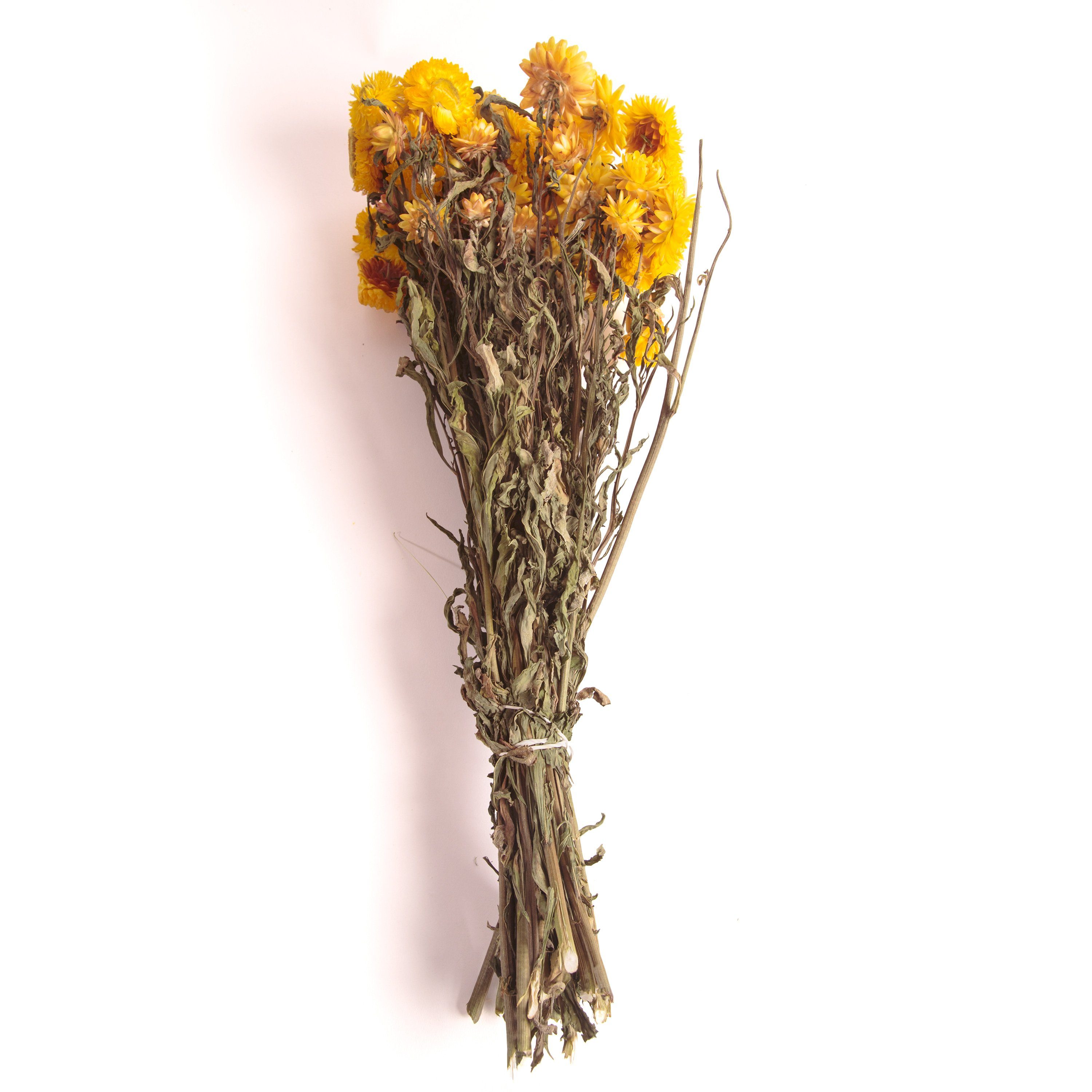 Trockenblume Strohblumen Gelb Trockenblumen DIY Blumen getrocknet Strauß 10 Heidelberg, SCHULZ Strohblume, Höhe Helichrysum cm ROSEMARIE