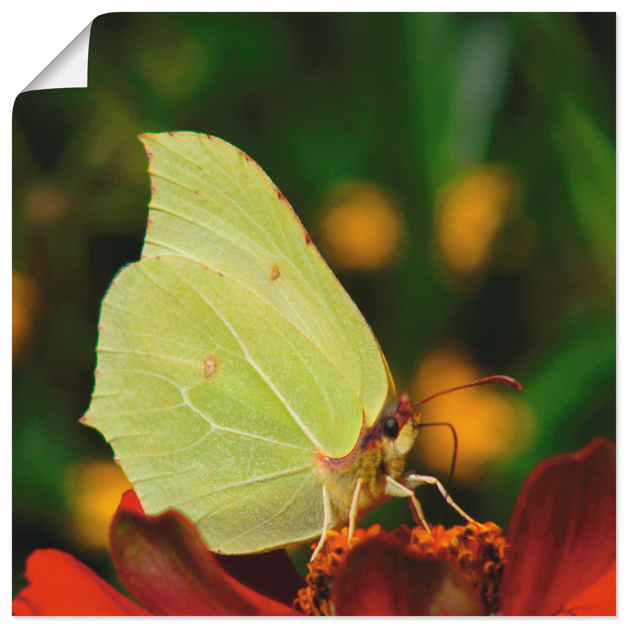 Artland Wandbild »Zitronenfalter«, Insekten (1 Stück), in vielen Größen & Produktarten - Alubild / Outdoorbild für den Außenbereich, Leinwandbild, Poster, Wandaufkleber / Wandtattoo auch für Badezimmer geeignet-Otto