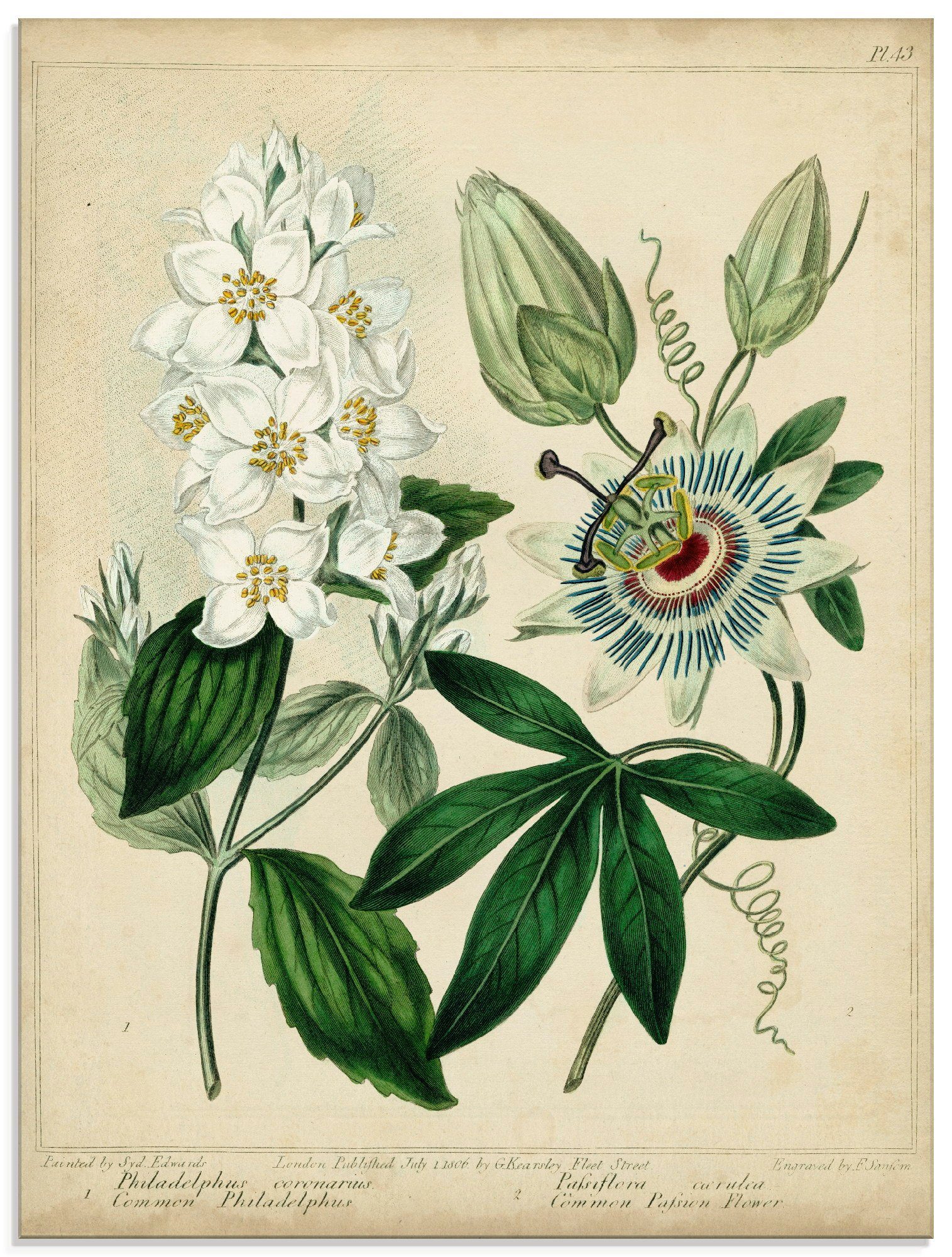 Artland Glasbild »Federnelke II«, Blumen (1 Stück)-Otto