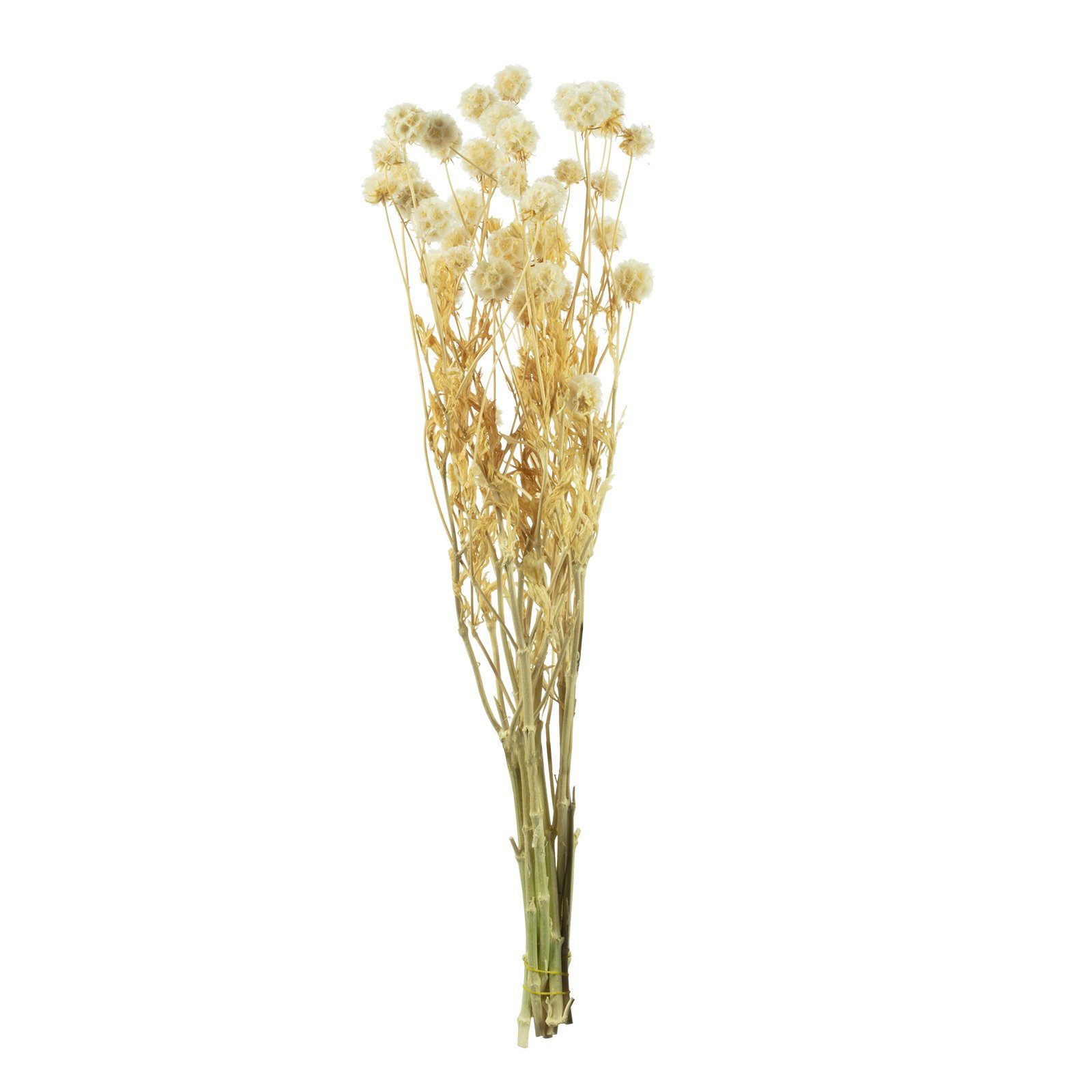 Trockenblume Skabiose Kugel mit Stiel - Länge ca. 70 cm - ca. 25 Blüten - weiß, Vosteen