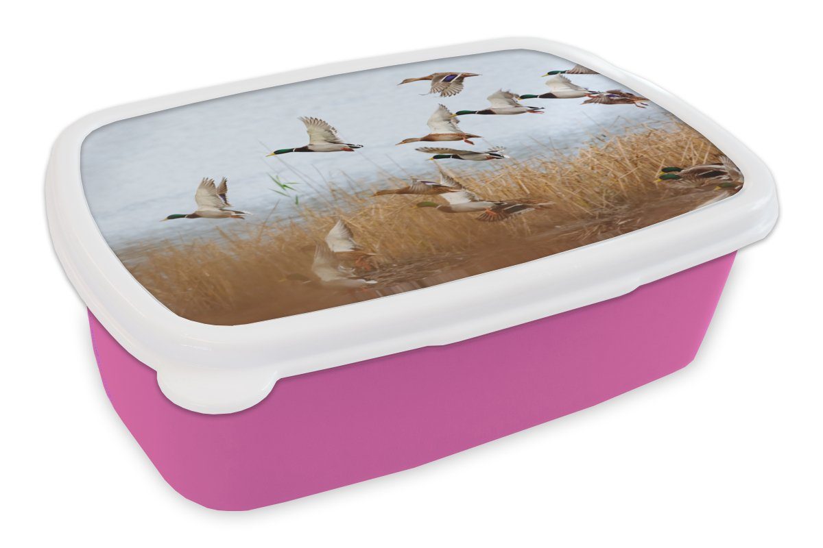 MuchoWow Lunchbox Ente - Vogel - Schilf - Wasser - Enten, Kunststoff, (2-tlg), Brotbox für Erwachsene, Brotdose Kinder, Snackbox, Mädchen, Kunststoff rosa