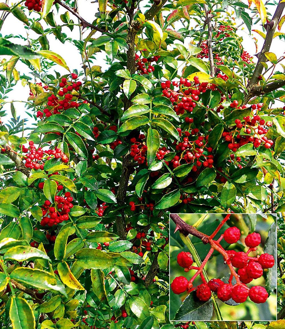 BALDUR Garten Obstpflanze Szechuan-Pfeffer, 1 St., Schnittfest,duftend,winterhart, mehrjährig, pflegeleicht
