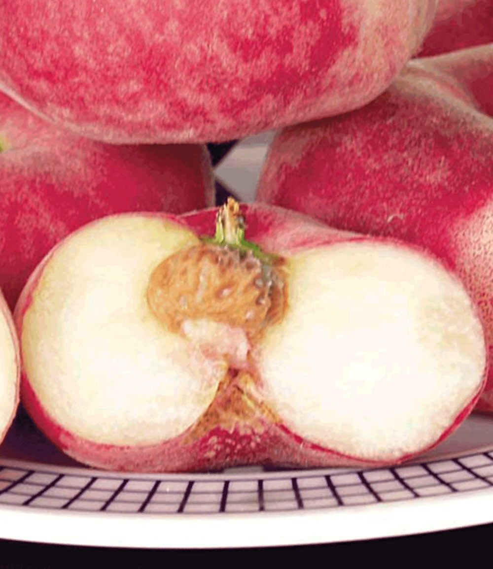 BALDUR Garten Pfirsichbaum Teller-Pfirsich 'PlatiforTWO®', 1 St., Weinbergpfirsiche, winterhart, mehrjährig, essbar