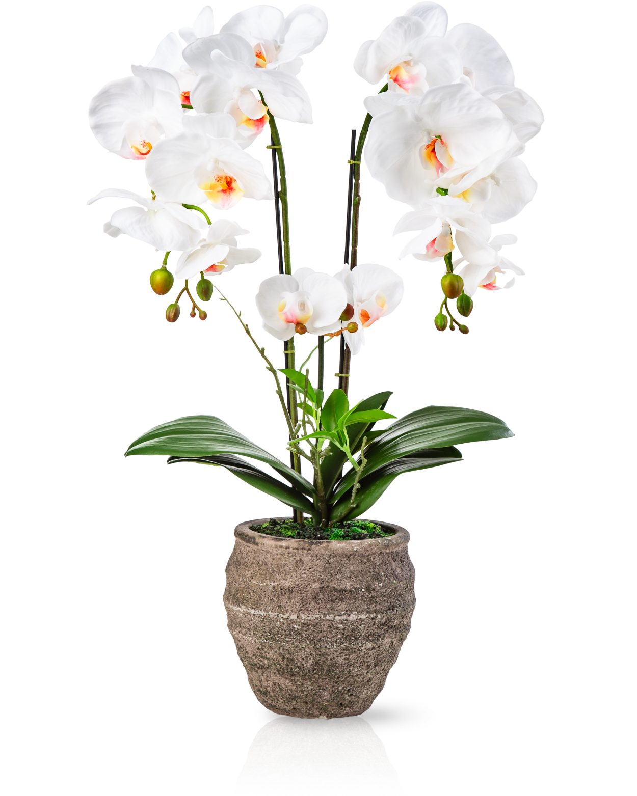 Kunstorchidee PASCH® Orchidee künstlich wie echt (60cm) in Urban Stone Töpfen Orchidee, PASCH, Real Touch Blüten, Handgefertigter Stone Cube