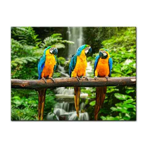 Bilderdepot24 Leinwandbild Blau-Gelber Macaw Papagei, Tiere