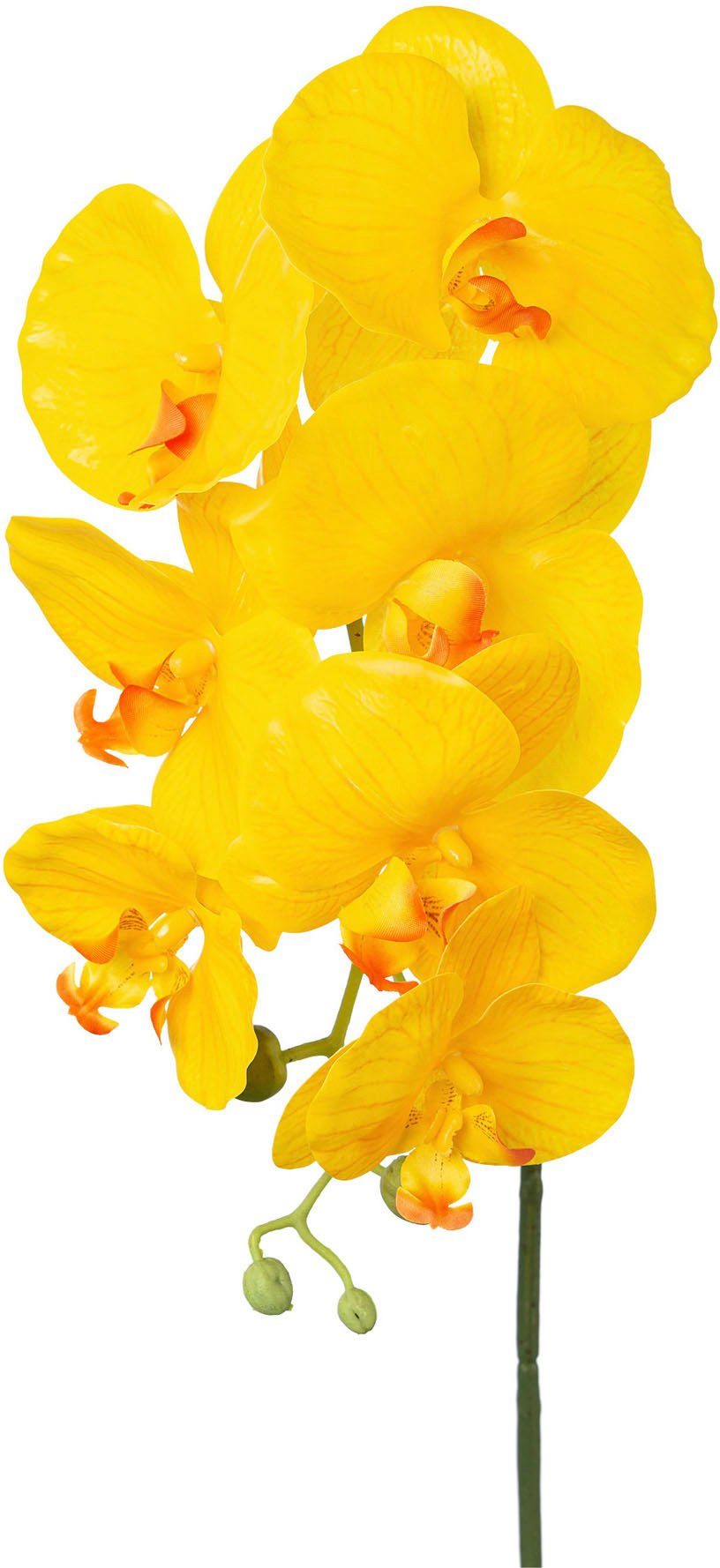 Kunstorchidee Orchidee Phalaenopsis Orchidee, Creativ green, günstig online kaufen