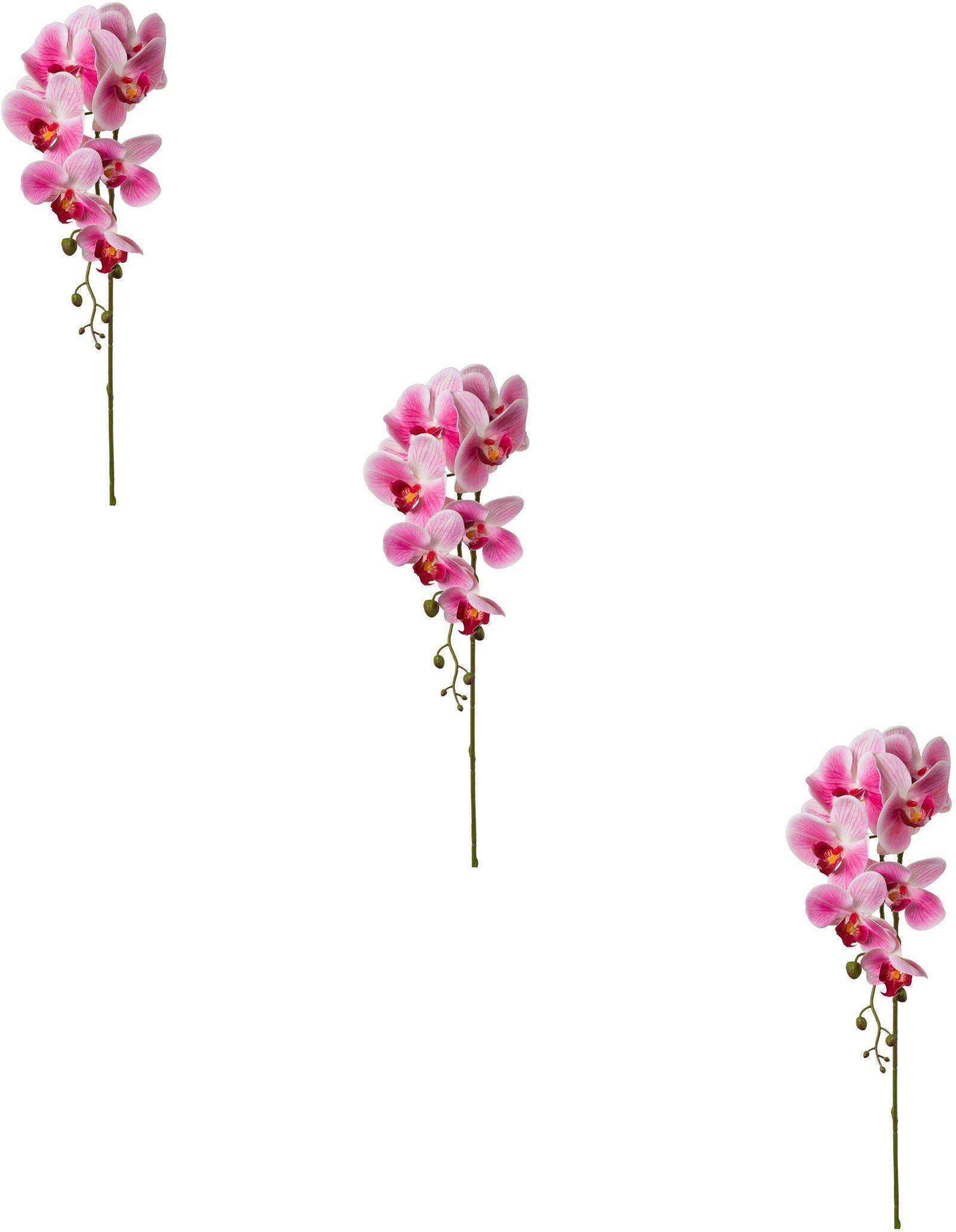 Kunstblume Orchidee Phalaenopsis Orchidee Phalaenopsis, Creativ günstig online kaufen