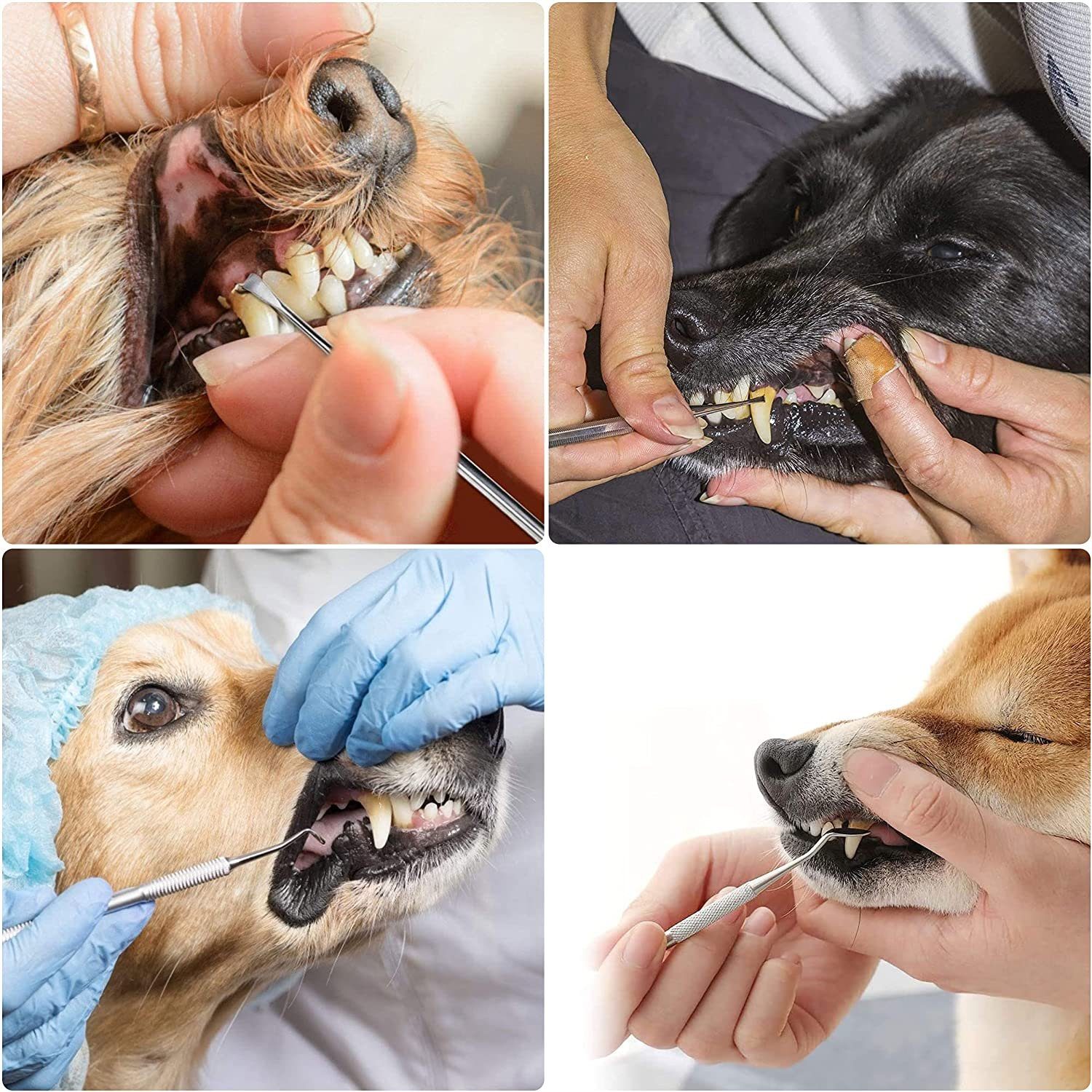COOL-i ® Tier-Zahnpflegeset Tier-Zahnpflegeset – 4-teiliges Edelstahl-Werkzeug für Hunde & Katzen, zur Entfernung von Zahnstein & für die regelmäßige Maulpflege