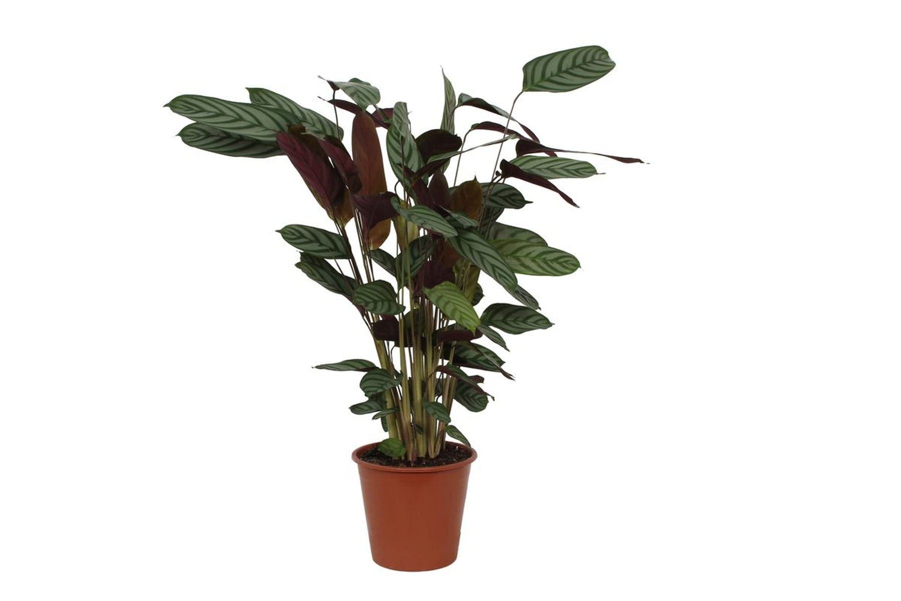 Florora Zimmerpflanze Calathea Compactstar - Korbmarante - 80 cm – Topf 19 cm
