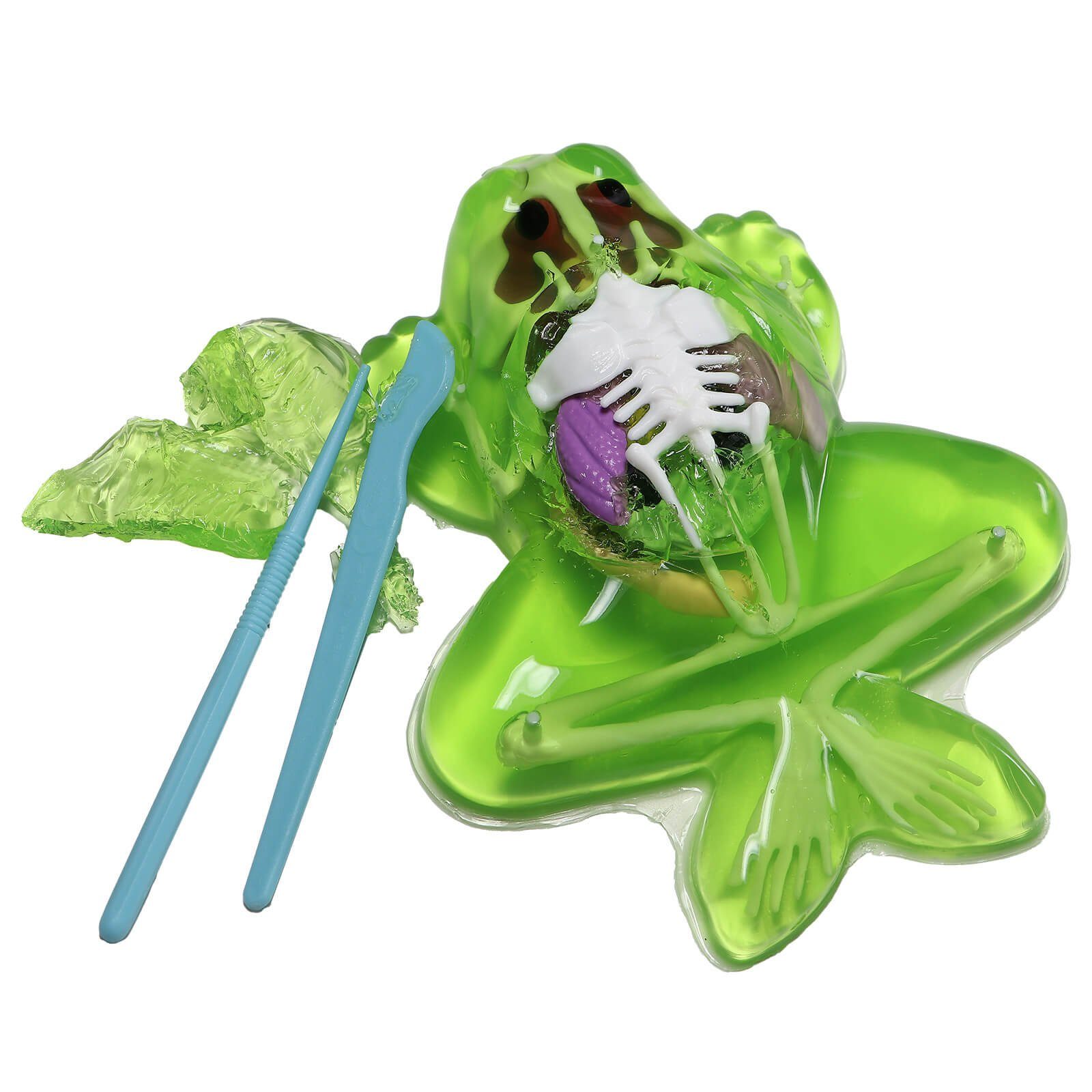 Slimy® Lernspielzeug Slimy Lab Frosch Experimentieren Forschen Sezier Schle günstig online kaufen