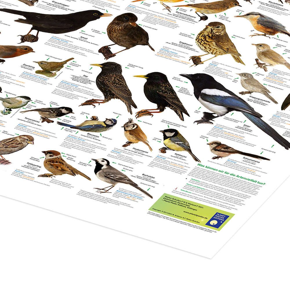 Posterlounge Wandbild Einheimische Gartenvögel, Planet Poster Editions, erhältlich als Poster, Leinwandbild, Wandsticker oder Acrylglasbild – Bild 3 von 5