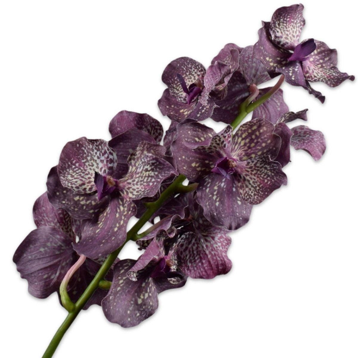 Künstliche Zimmerpflanze Seidenblume Orchidee Phalaenopsis Violett Vanda (79cm), SILK-KA