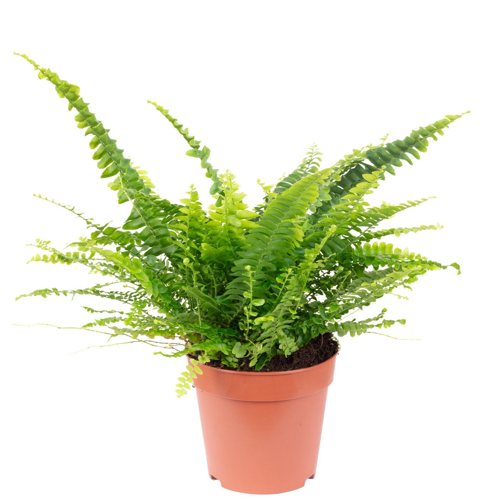 Flowerbox Zimmerpflanze Schwertfarn "Green Lady" - Nephrolepis, - Höhe ca. 35 cm, Topf-Ø 12 cm. € 21,39
