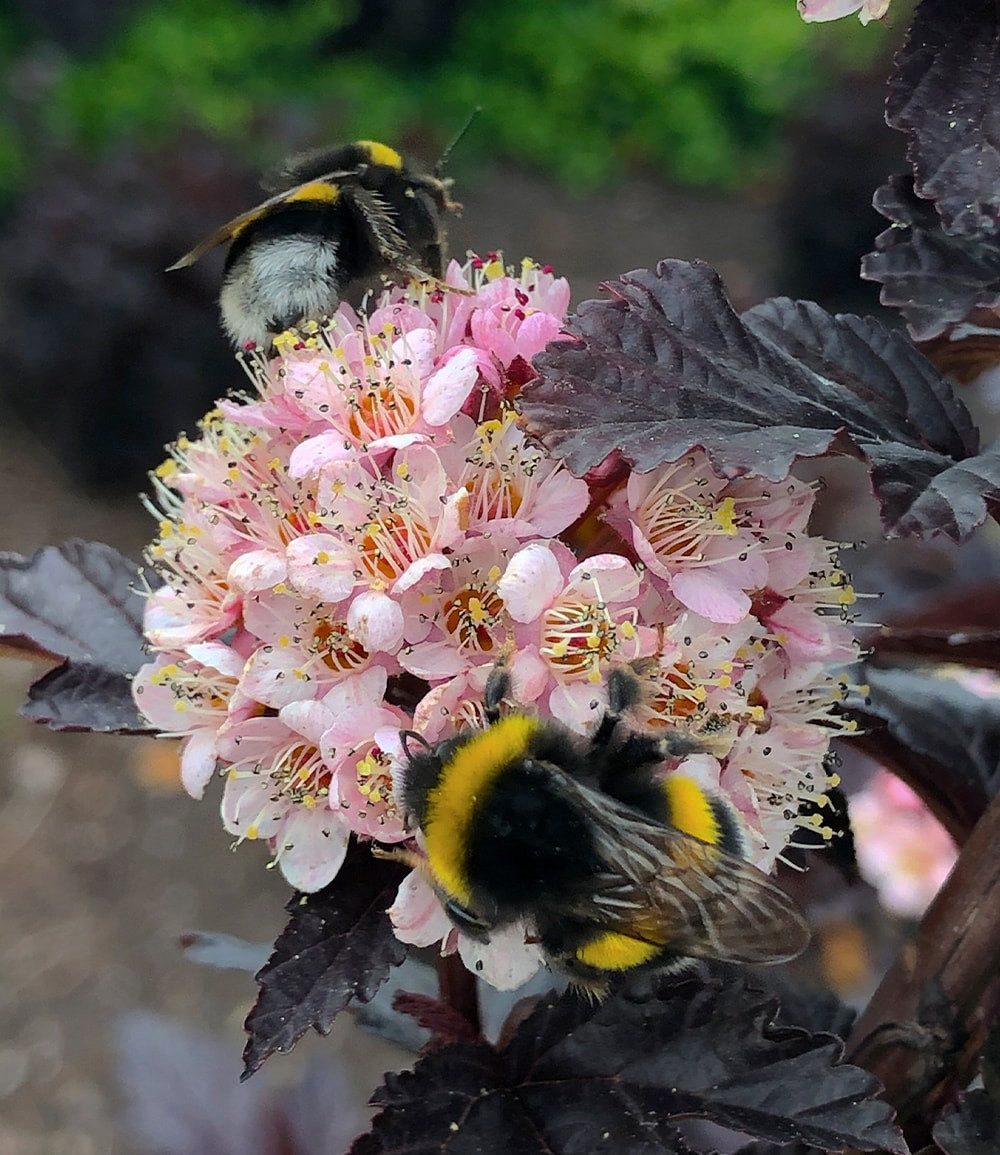 BALDUR Garten Zierstrauch Physocarpus Fasanenspiere 'Panther®' im 3-Liter XL Topf, 1 St., Blasenspiere, winterhart, mehrjährig, pflegeleicht