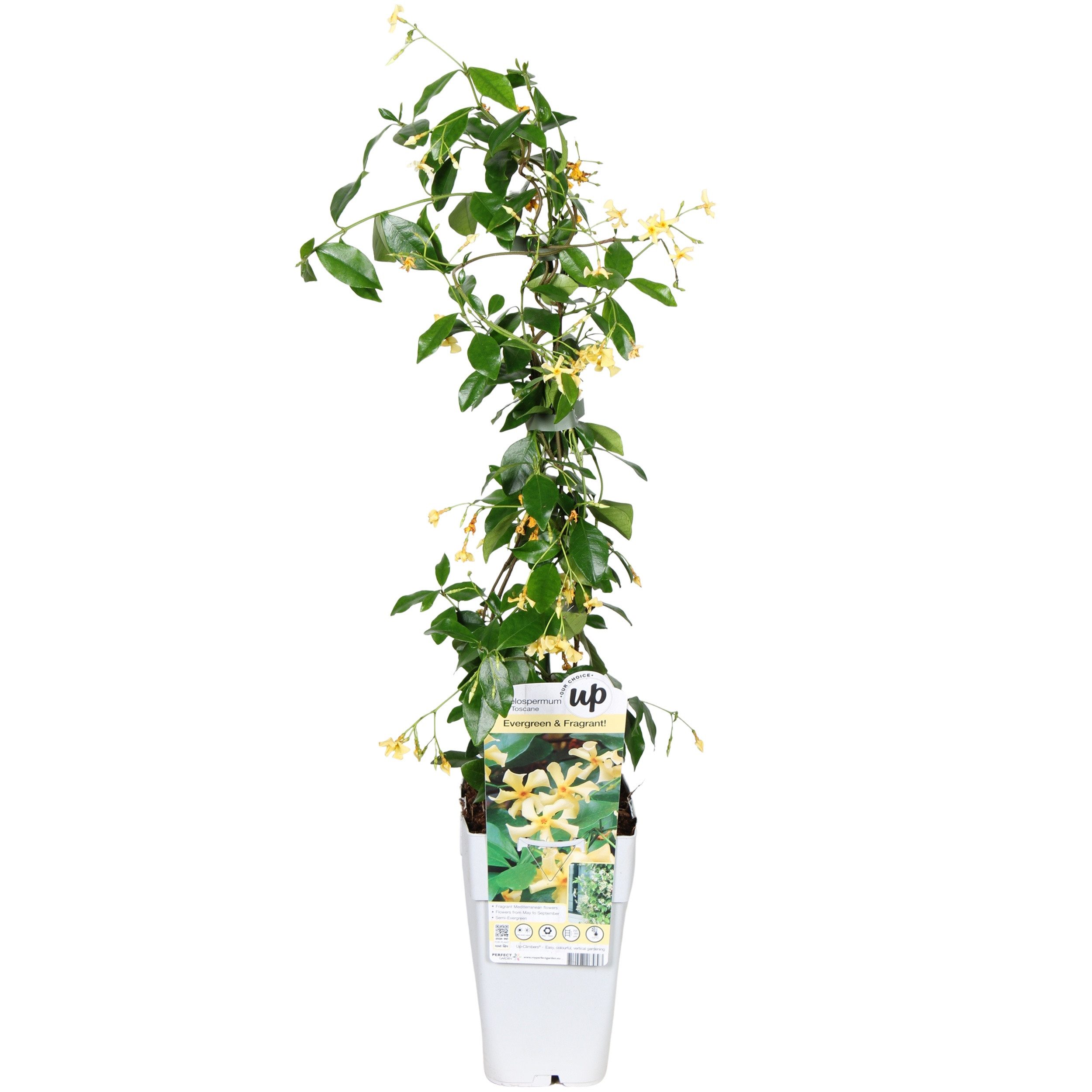 meinvipshop Kletterpflanze Toskanischer Kletterjasmin 65cm
