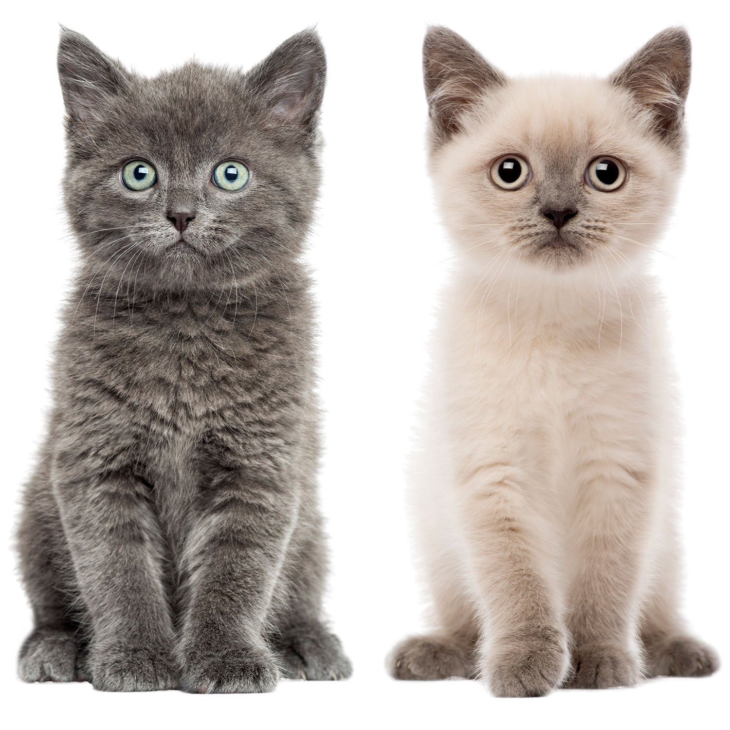 Aufkleber Katzen-Aufkleber in verschiedenen Motiven