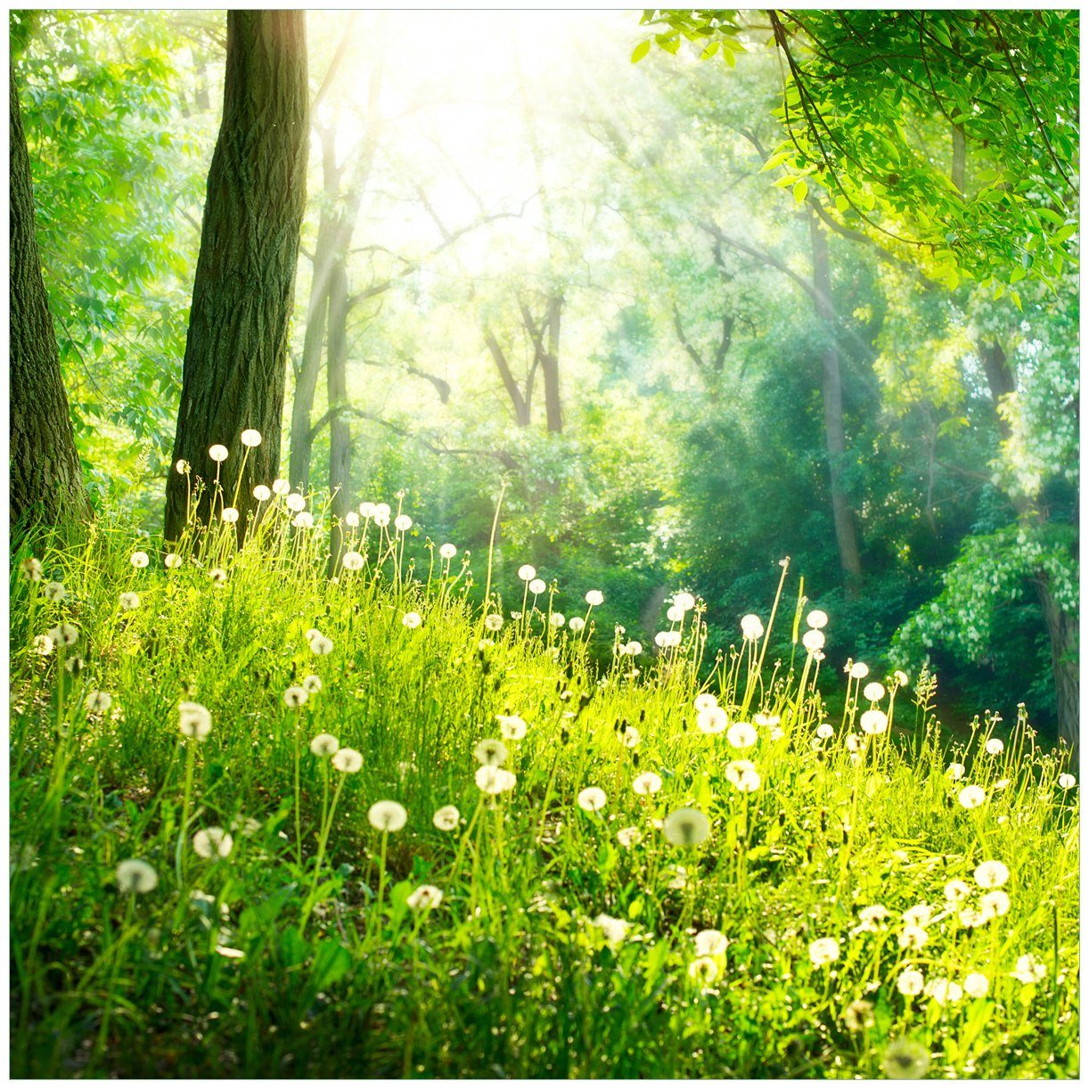 Wallario Tischplatte Pusteblumen im Wald mit einfallenden Sonnenstrahlen (1 St), für Ikea Lack Tisch geeignet