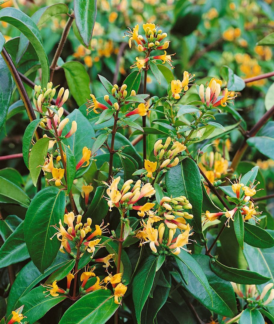Pflanzen für Dich Kletterpflanze Lonicera henryi Copper Beauty, 1 St., Immergrüne Geißschlinge, Henrys Geißblatt, kupferfarben, immergrün