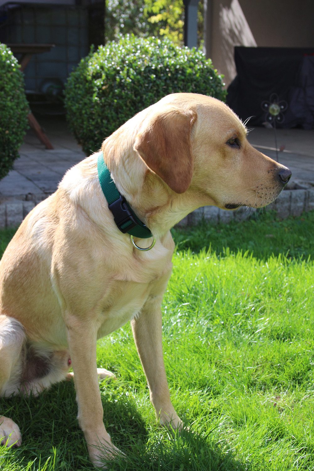 Activity4Dogs Hunde-Halsband große Hunde Nylon verstellbar 38-55 cm verschiedene Farben, mitwachsend
