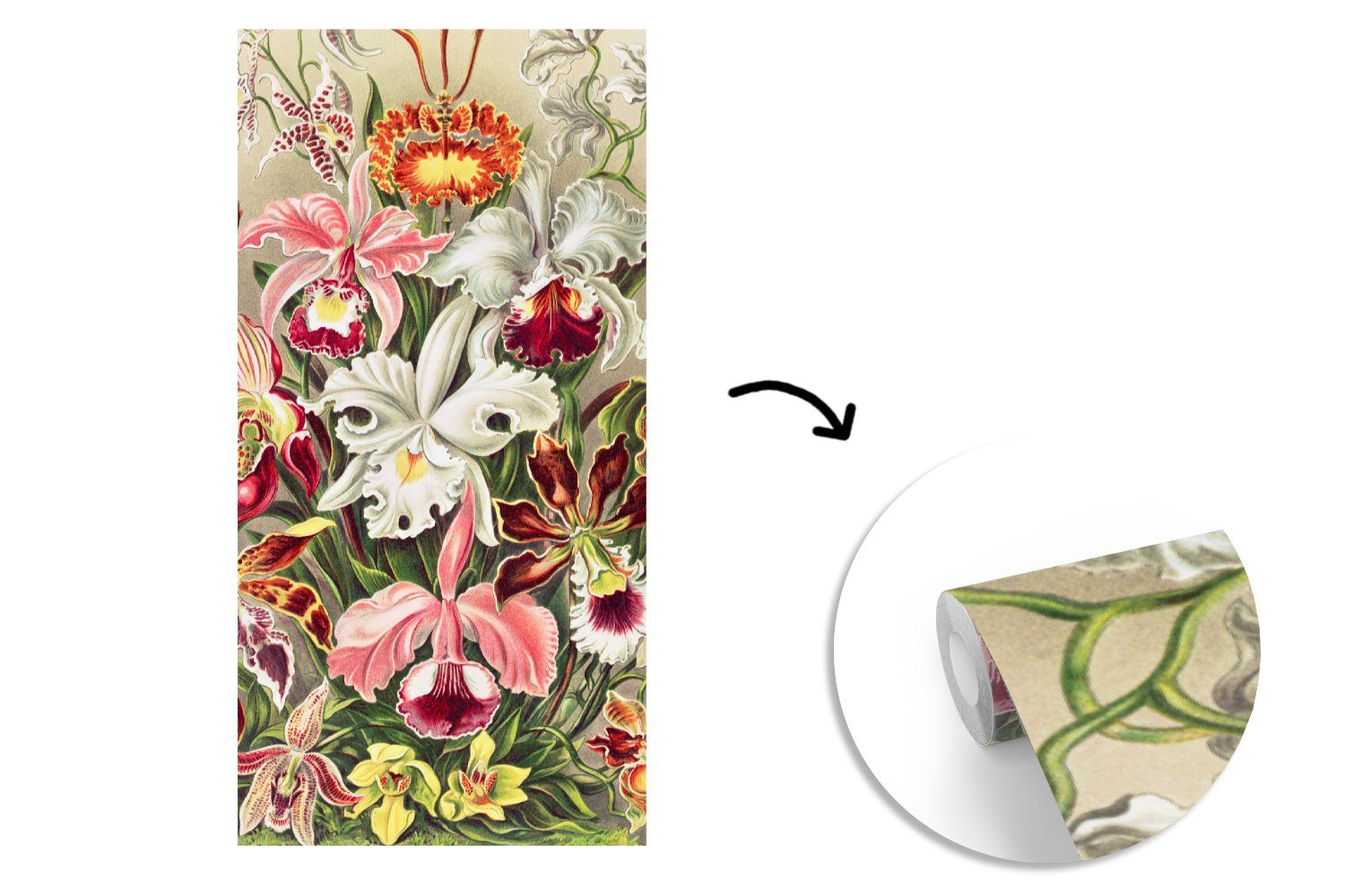 Blumen Matt, - - Fototapete Haeckel (2 - bedruckt, Wohnzimmer Schlafzimmer MuchoWow für Jahrgang Orchidee, St), Küche, Fototapete Vliestapete Ernst