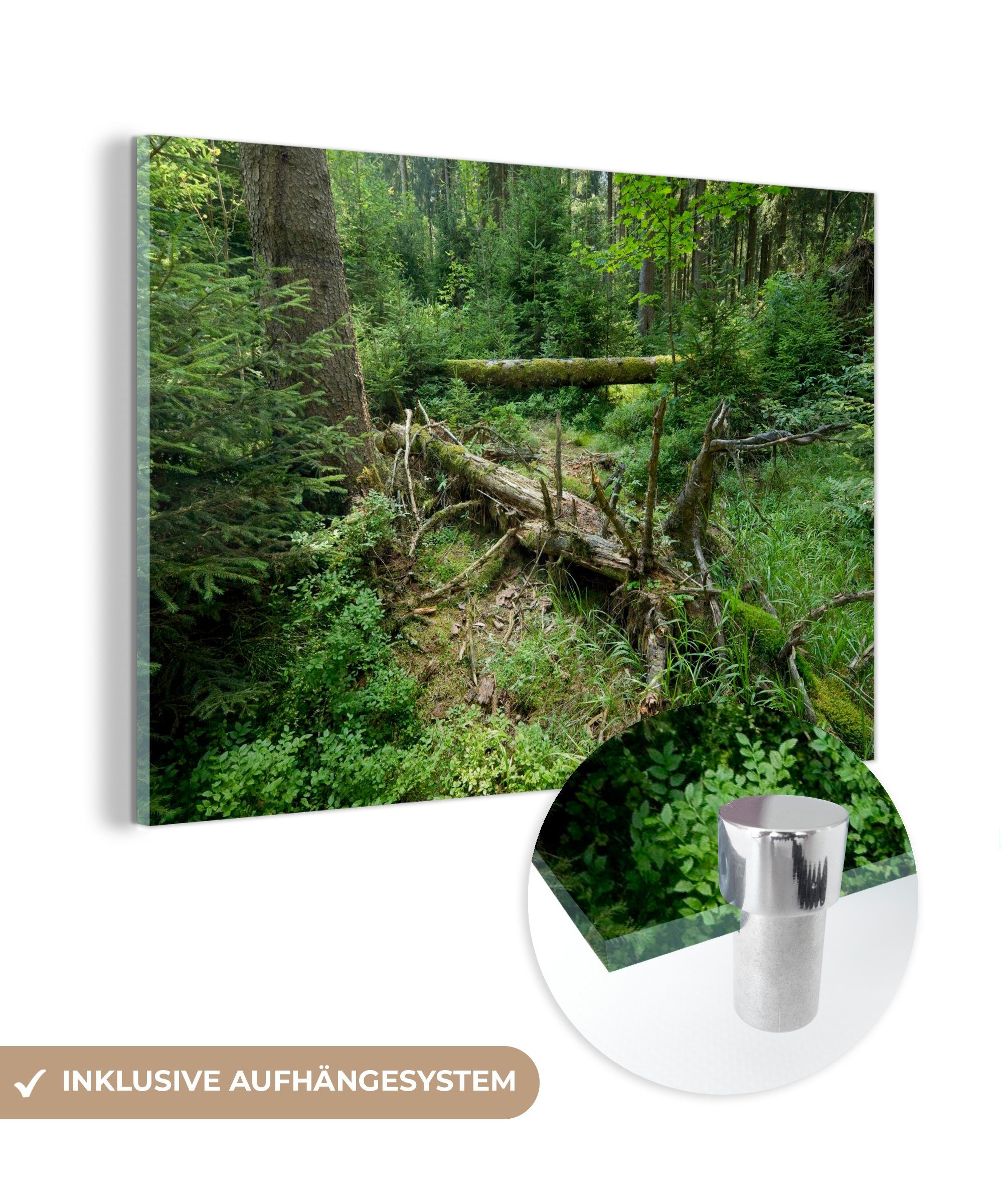 MuchoWow Acrylglasbild Alter Baum fällt im grünen Wald des Nationalparks Harz, Deutschland, (1 St), Acrylglasbilder Wohnzimmer & Schlafzimmer